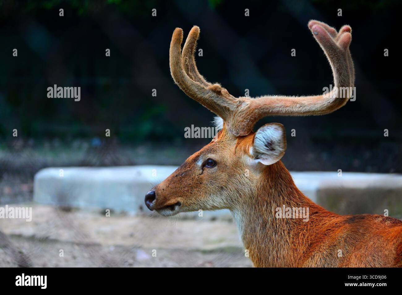 Profilo laterale di un giovane cervo indiano (barasingha) Foto Stock