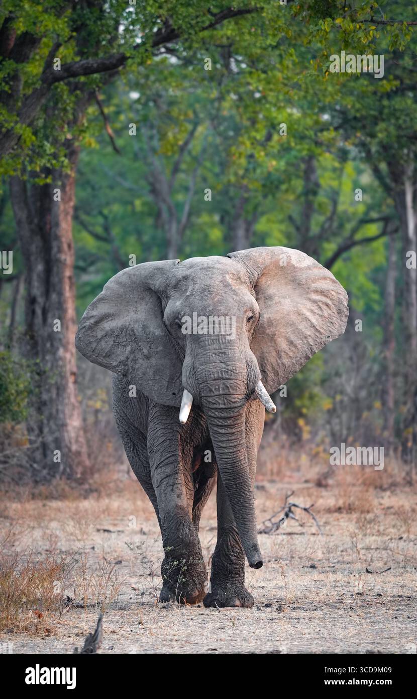 Ritratto degli elefanti nel South Luangwa National Park, Zambia Foto Stock