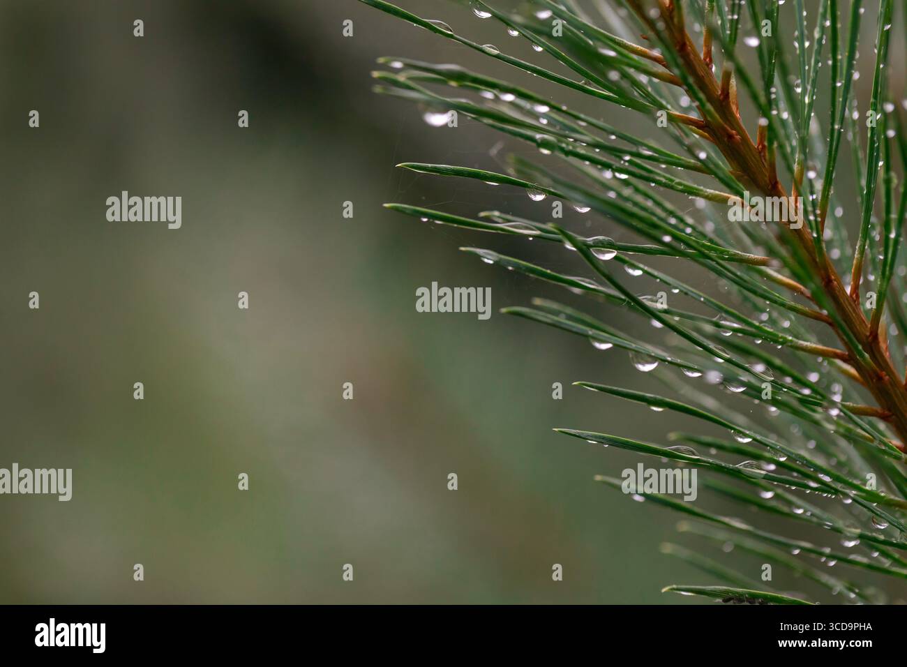 Primo piano di aghi di pino con gocce di pioggia dopo la pioggia, fogliame sempreverde fresco in un ambiente forestale naturale, perfetto per gli sfondi naturali Foto Stock