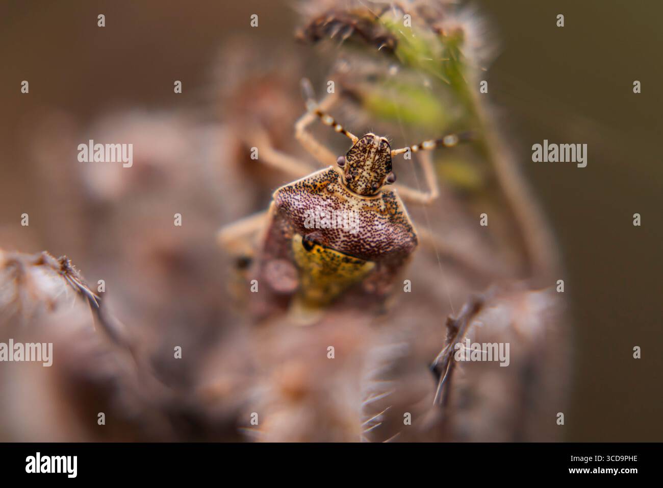 Primo piano di un insetto di scudo su una pianta, vista dettagliata del suo mimetismo naturale e delle sue texture, ideale per la fotografia di animali selvatici ed entomologia Foto Stock