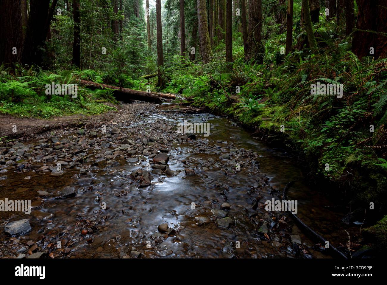 Lo Stockhoff Creek scorre attraverso le felci e le sequoie dello Stillwater Cove Regional Park, nella contea di Sonoma, in California, e si dirige verso il Pacifico Foto Stock