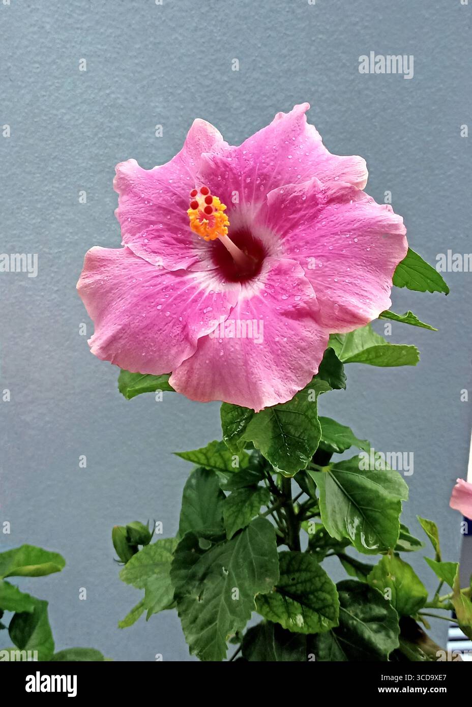 Varietà colorate di splendidi fiori di ibisco. Foto Stock