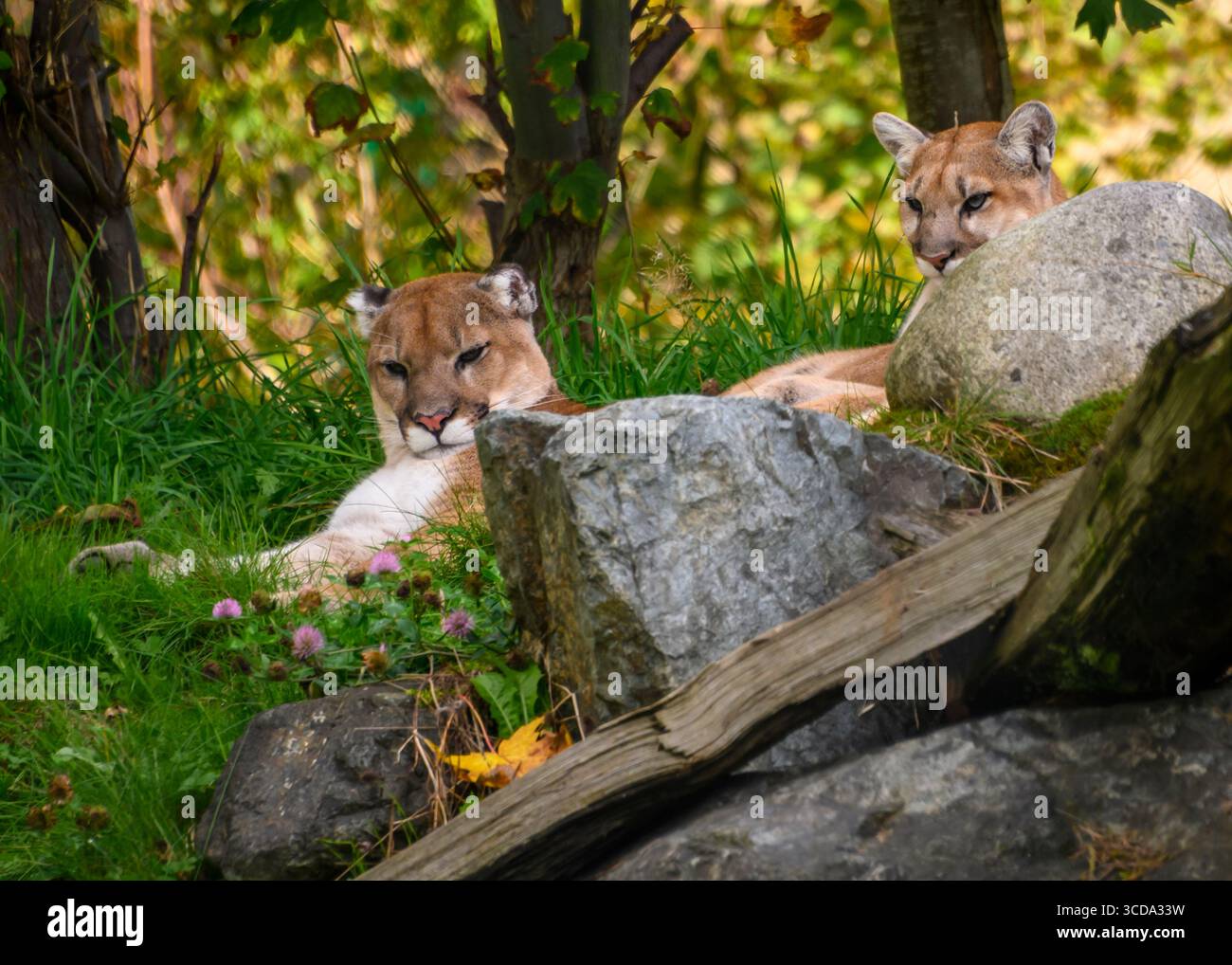 Due leoni di montagna si rilassano su una collina erbosa, annidata tra rocce e fogliame. La luce del sole filtra tra tra gli alberi, proiettando un caldo bagliore su di loro Foto Stock