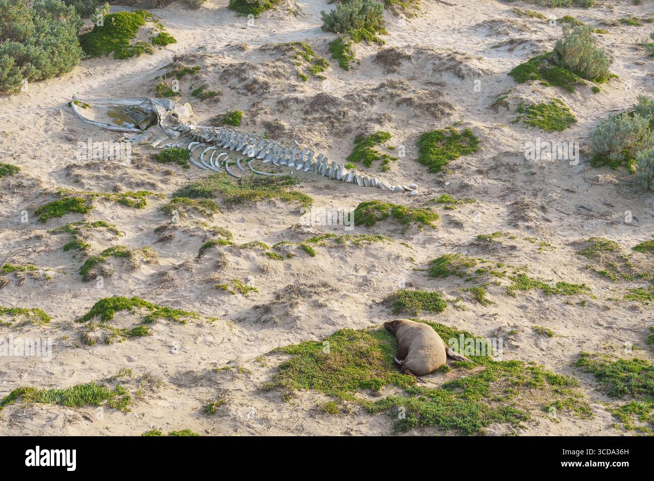 Un leone marino dorme accanto a uno scheletro di balena nel Seal Bay Conservation Park sull'isola di Kangaroo in Australia. Foto Stock