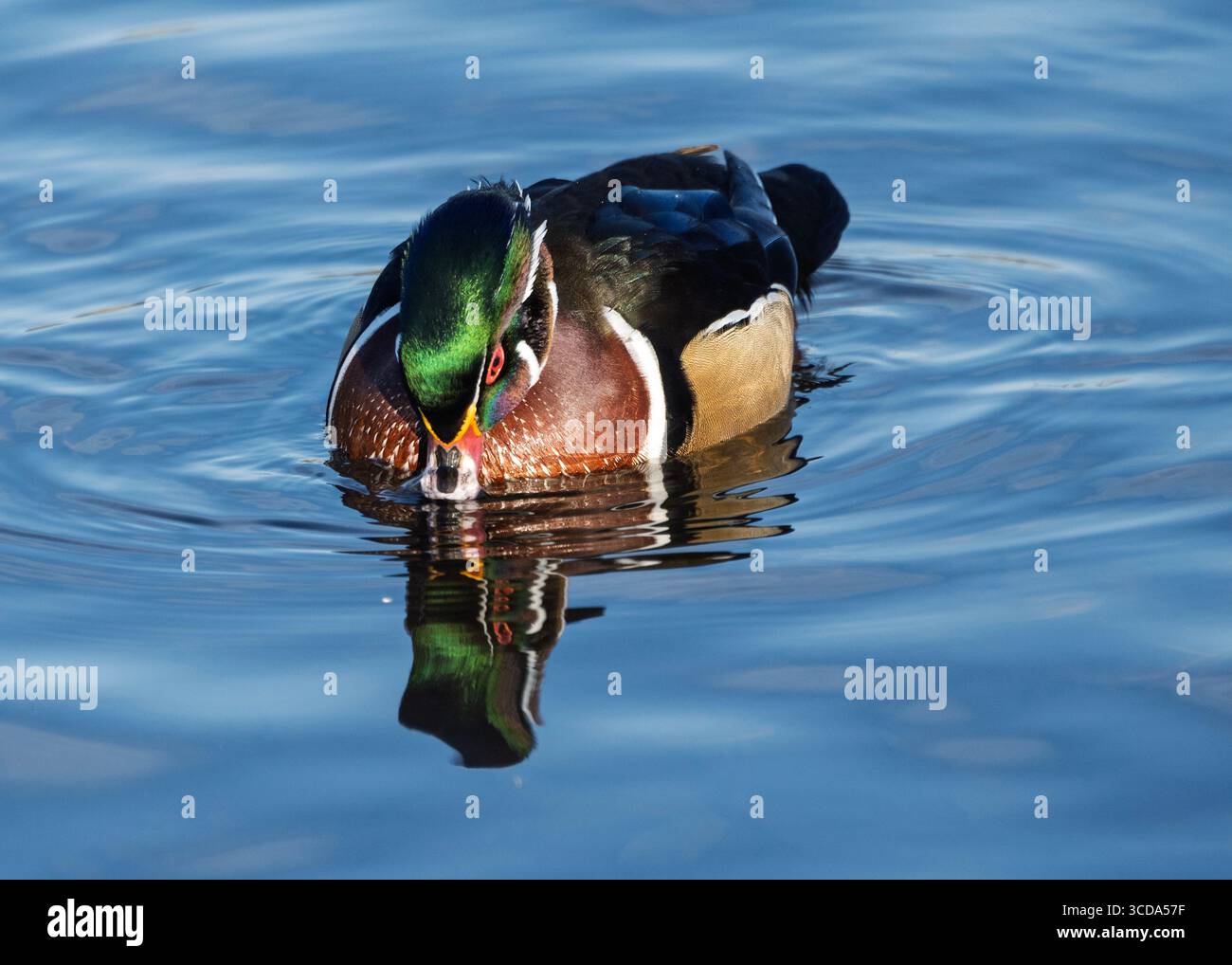 Una vivace anatra di legno scivola attraverso acque tranquille, il suo piumaggio colorato che si riflette magnificamente sulla superficie. La luce del mattino presto ne esalta l'effetto Foto Stock