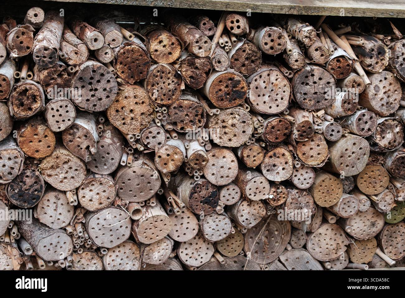 Hotel di insetti realizzato con tronchi di legno impilati con fori forati, che fornisce un habitat naturale per api solitarie e impollinatori in un giardino faunistico. Foto Stock
