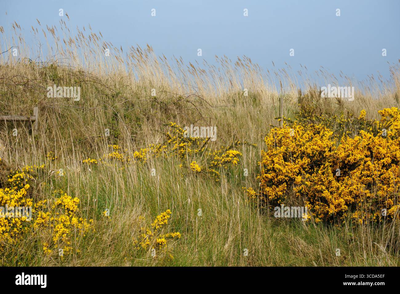 Terra costiera con fiori gialli di gorse e alte erbe a Minsmere, Suffolk, Inghilterra, sotto il cielo cristallino di primavera blu. Foto Stock