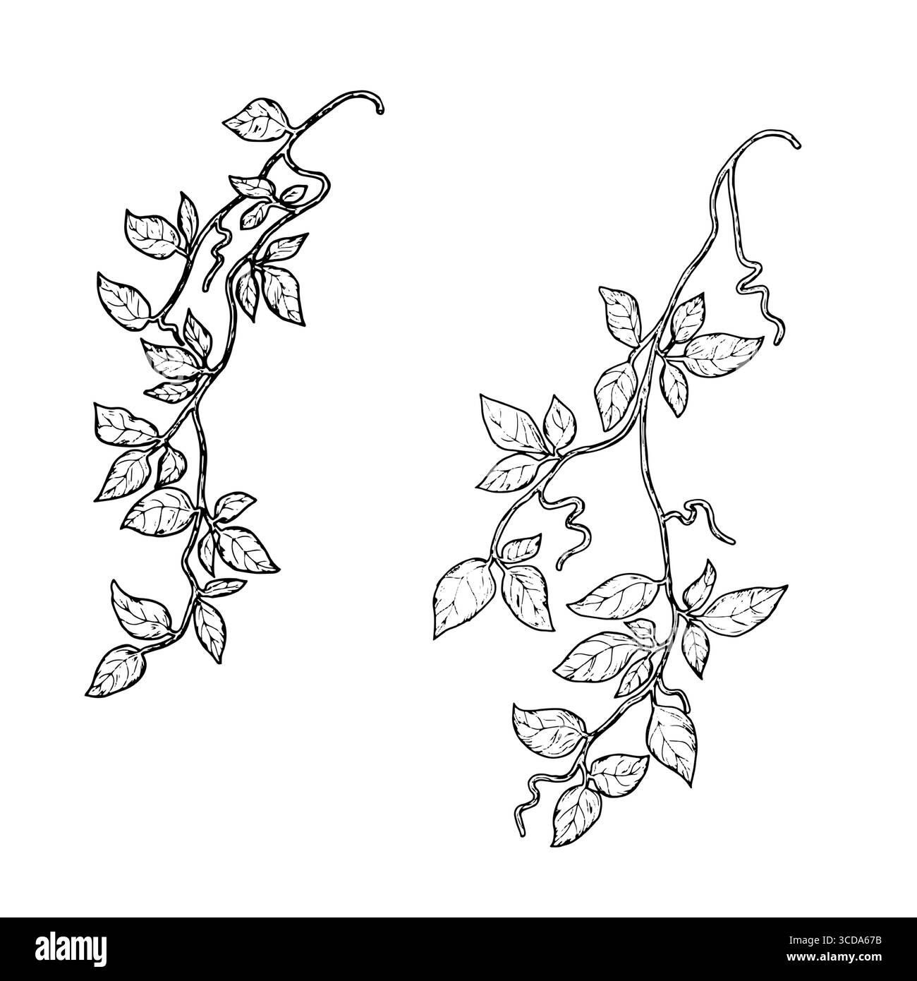 Rami aggraziati di una pianta rampicante con foglie verdi e tendini, schizzo bianco e nero. Illustrazione vettoriale. Edera e sempreverde che si arrampicano sulla vite Illustrazione Vettoriale