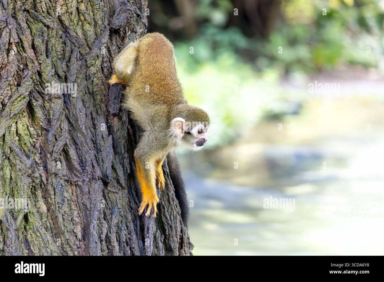 Scimmia scoiattolo comune (Saimiri sciureus) che sale su un albero Foto Stock