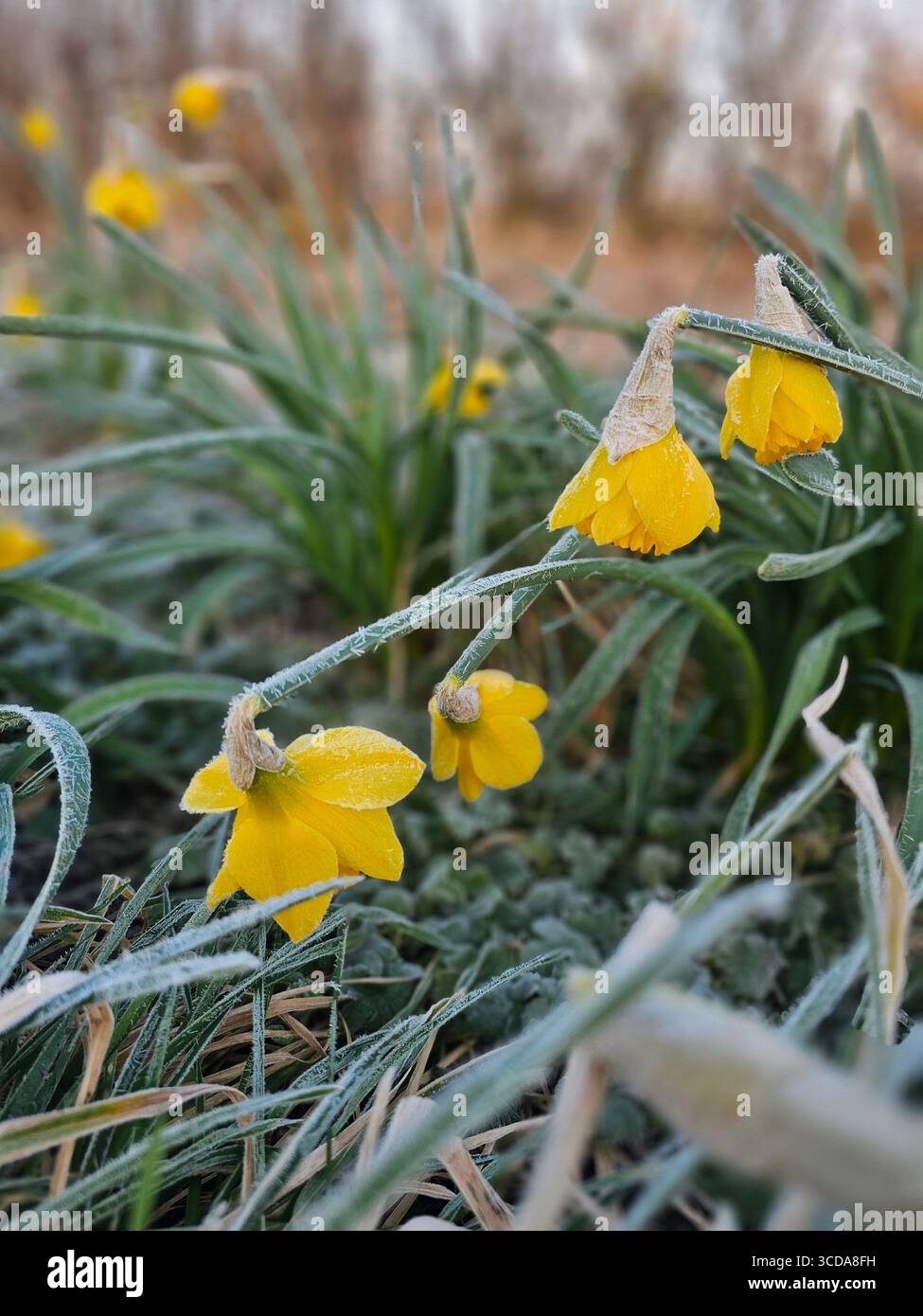 La prima fioritura ha colpito il freddo - Immagine stock catturata con smartphone