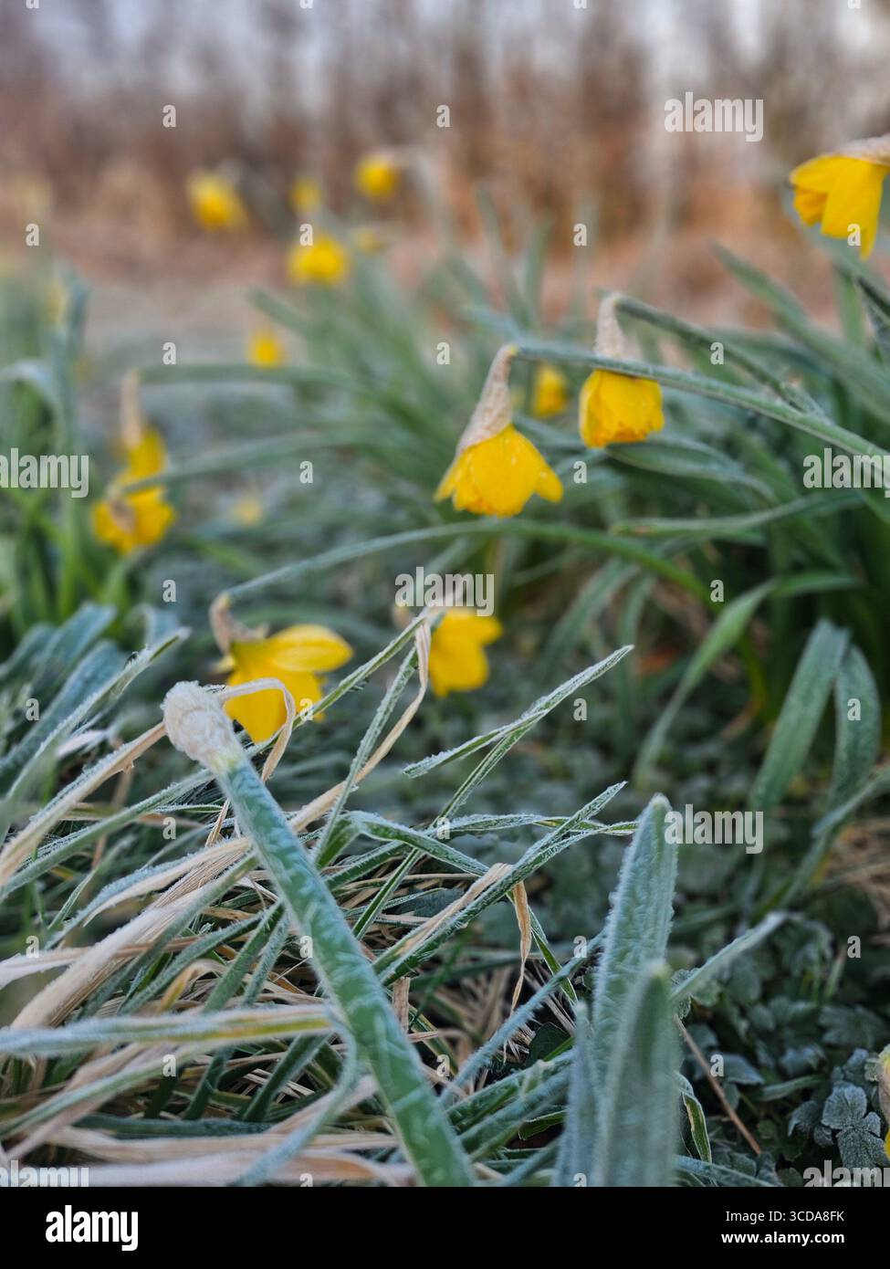 La prima fioritura ha colpito il freddo - Immagine stock catturata con smartphone