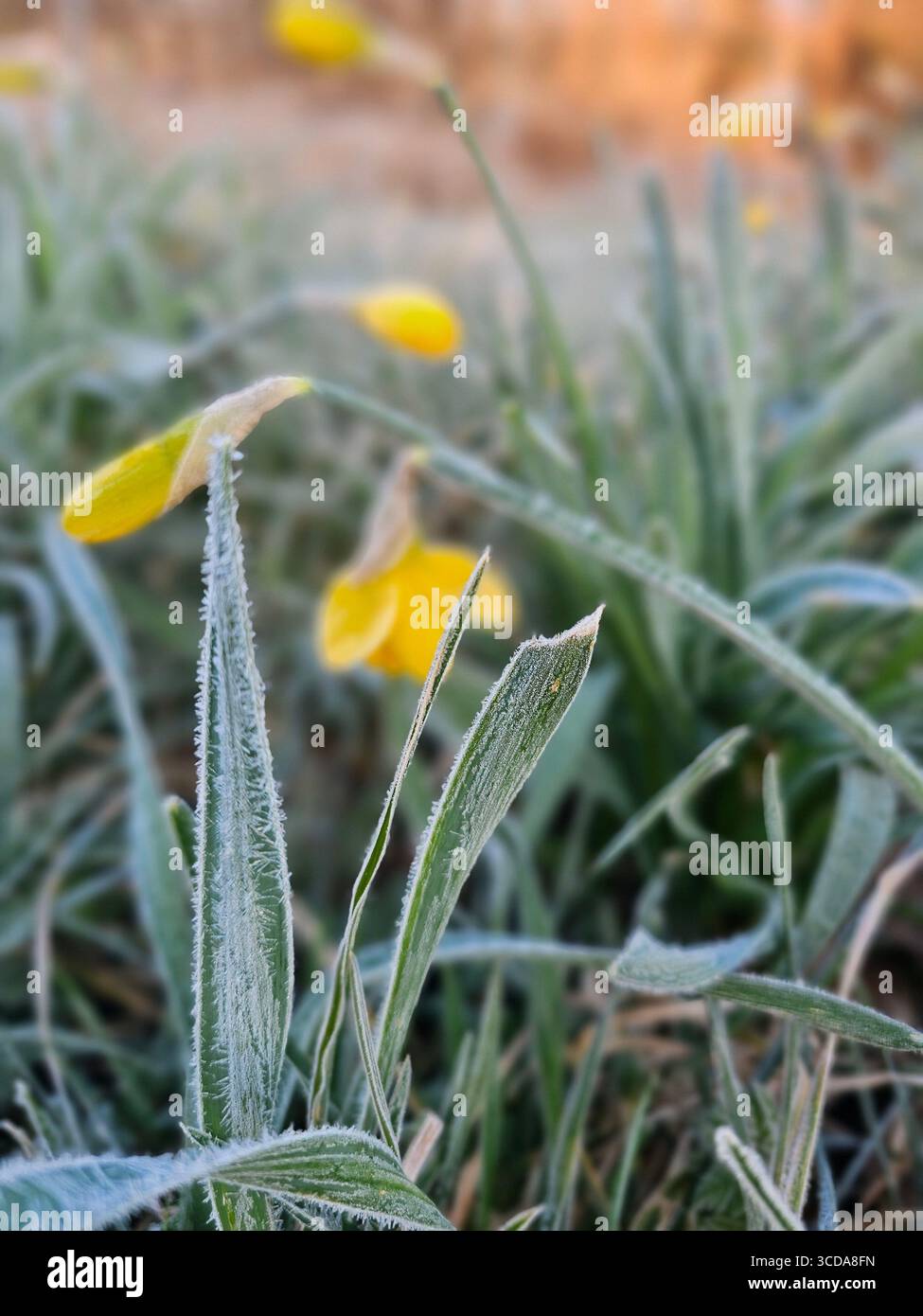 La prima fioritura ha colpito il freddo - Immagine stock catturata con smartphone