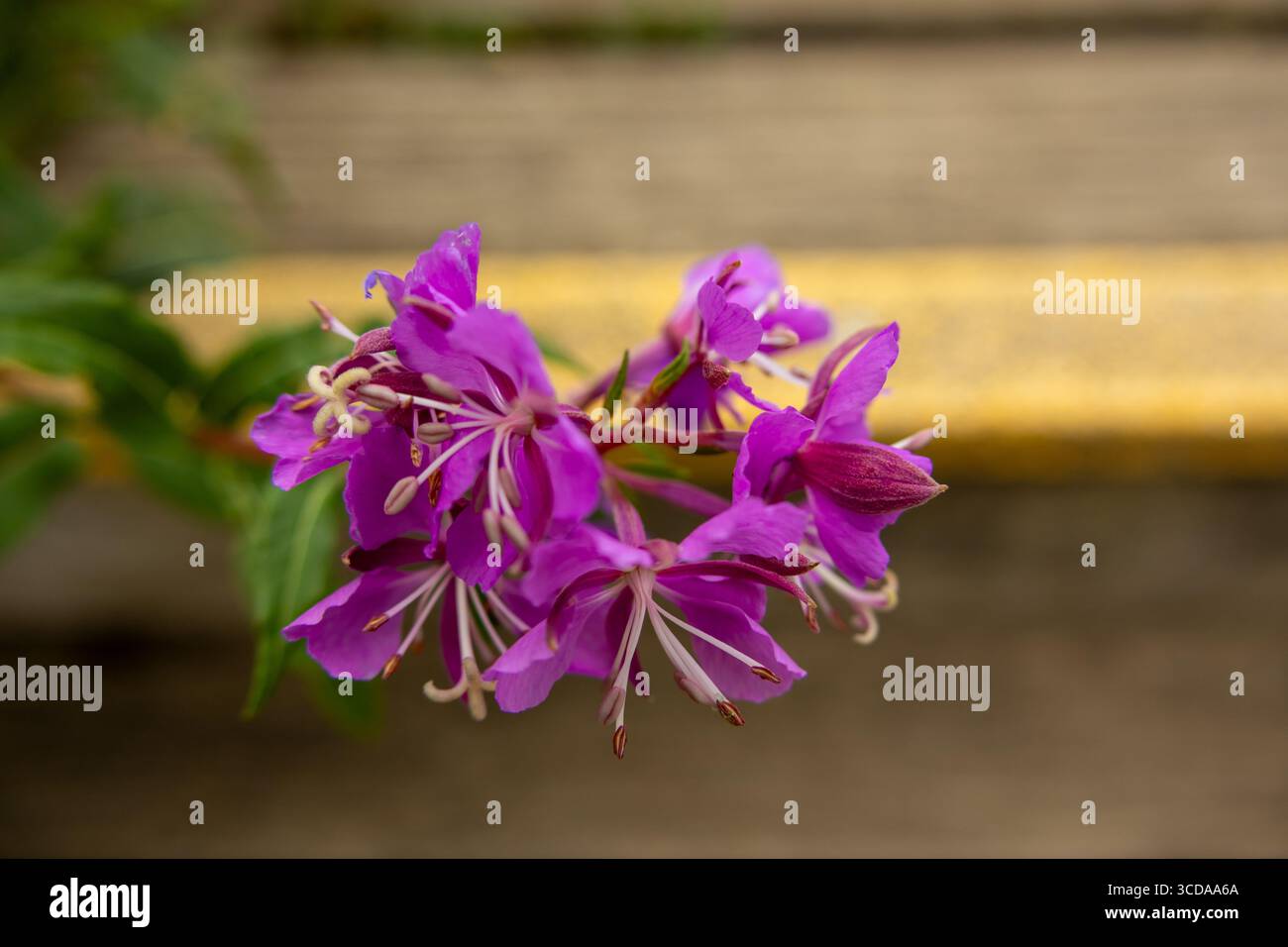 Primo piano dettagliato di un fiore jolly viola in fiore con sfondo sfocato per un contrasto ottimale Foto Stock