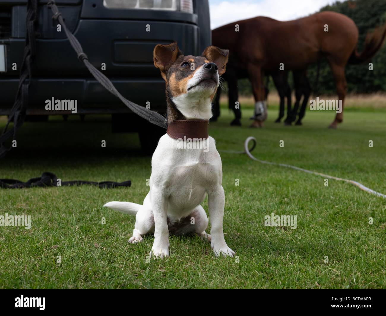 Un giovane cane Jack russell nel parco. Foto Stock