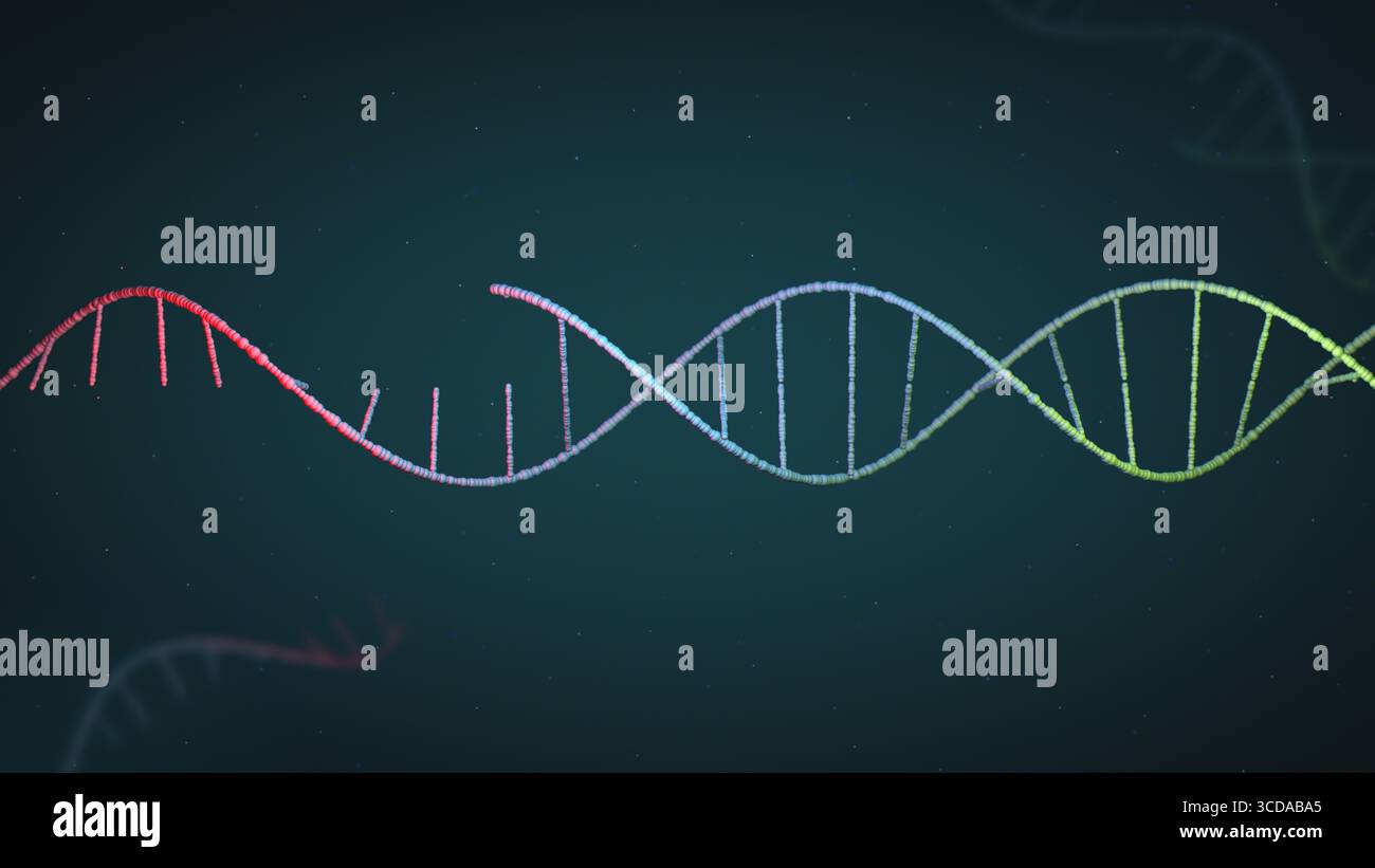 L'elica RNA a filamento singolo si trasforma in DNA a filamento doppio, fondamentale nella ricerca genetica Foto Stock