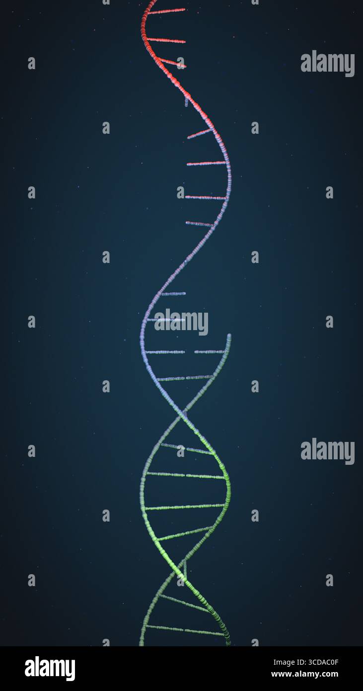 L'elica RNA a filamento singolo si trasforma in DNA a filamento doppio, fondamentale nella ricerca genetica Foto Stock