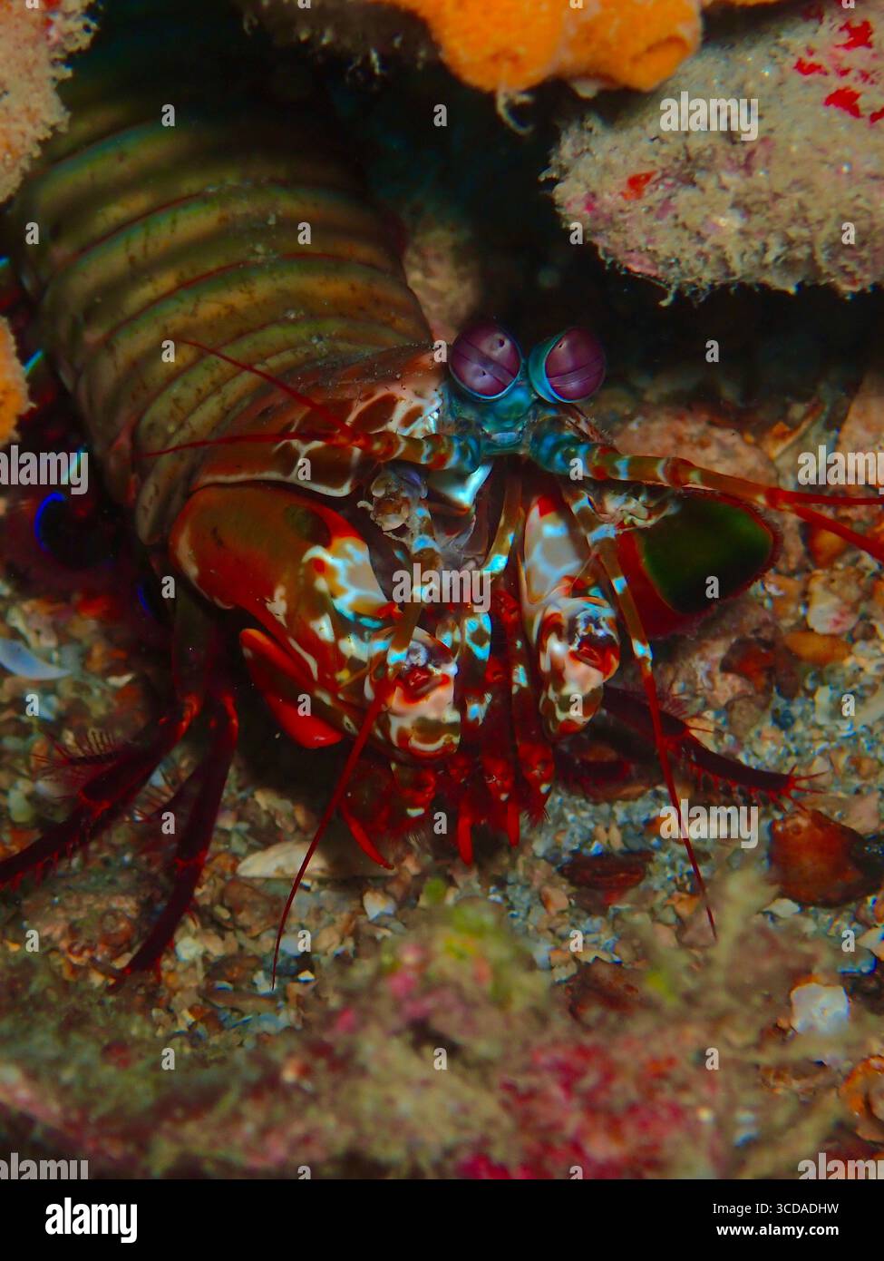 Un gambero mantis guarda direttamente nella fotocamera con i suoi occhi complessi e sfaccettati, mostrando i suoi colori vivaci e il comportamento curioso in un tropicale Foto Stock