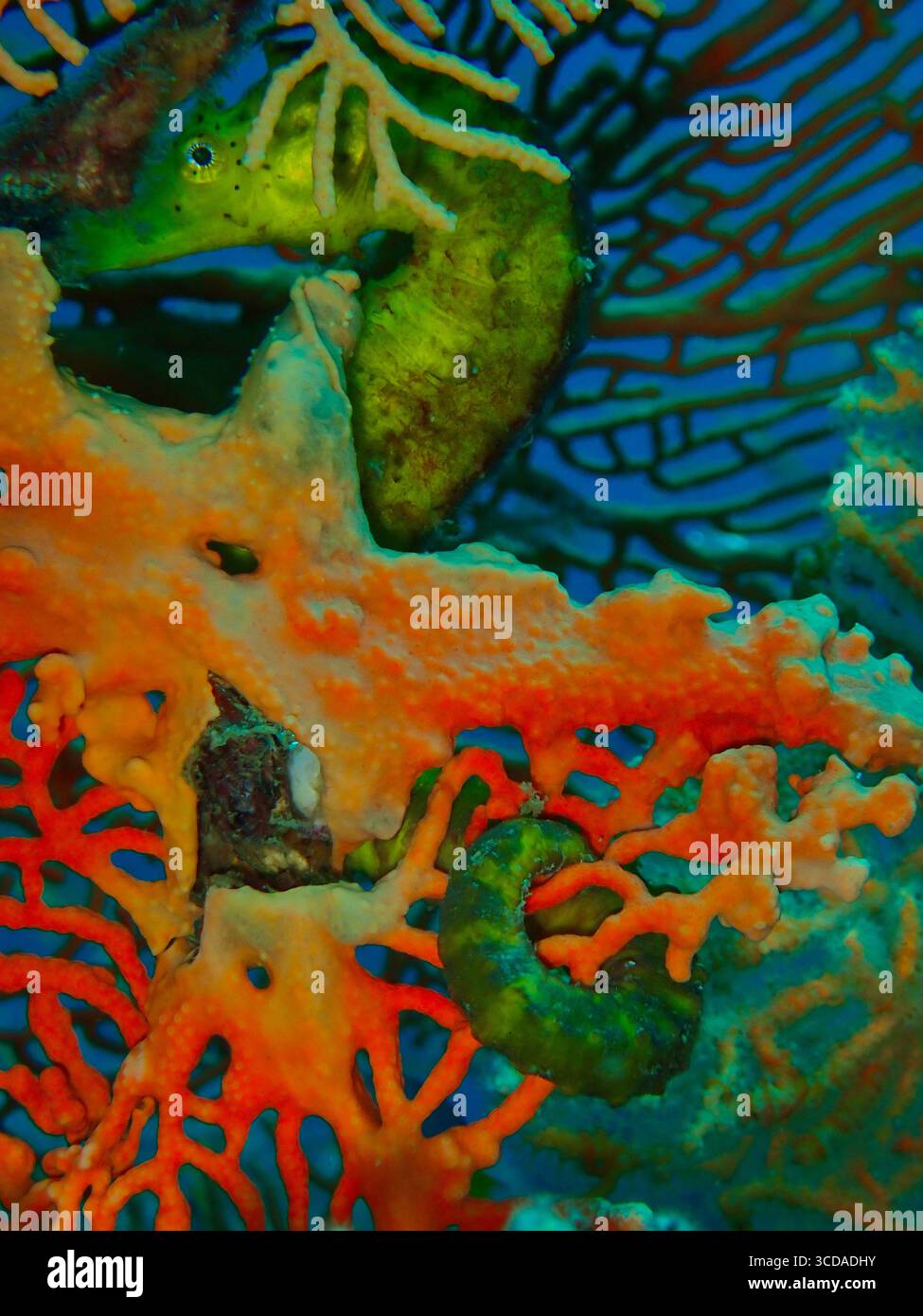 Un kuda dorato di Hippocampus si aggrappa delicatamente al vivace corallo arancione Foto Stock