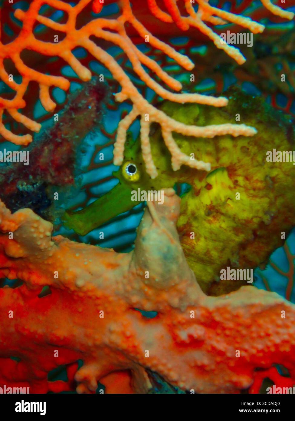 Peekaboo dalla barriera corallina: Un timido kuda Hippocampus sbircia da dietro il corallo, che si fonde perfettamente nel suo colorato santuario. Foto Stock