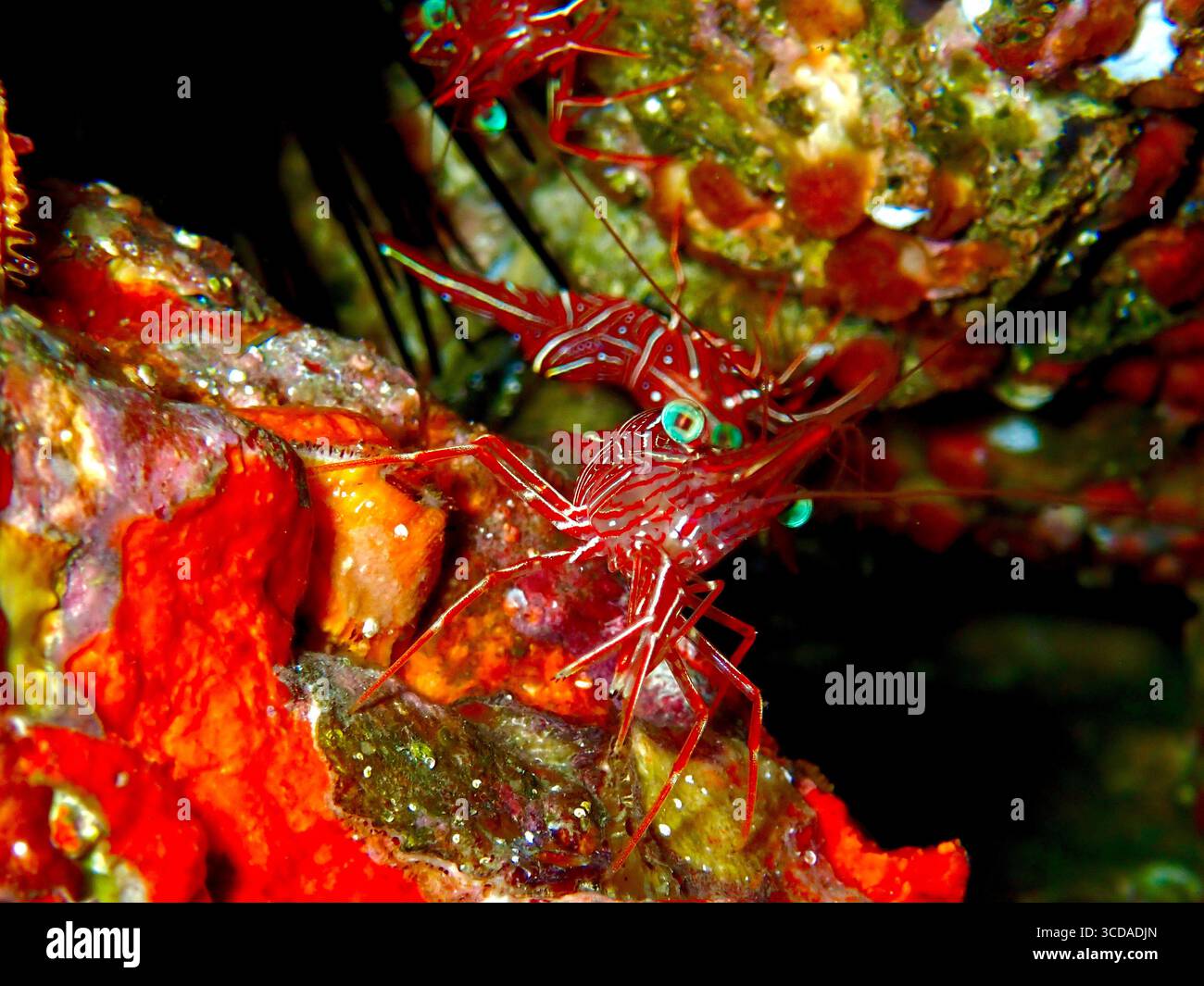 Fronte e centro: Un sorprendente gambero con cerniera Durban mostra i suoi vivaci segni, mentre i suoi compagni si soffermano delicatamente sullo sfondo Foto Stock