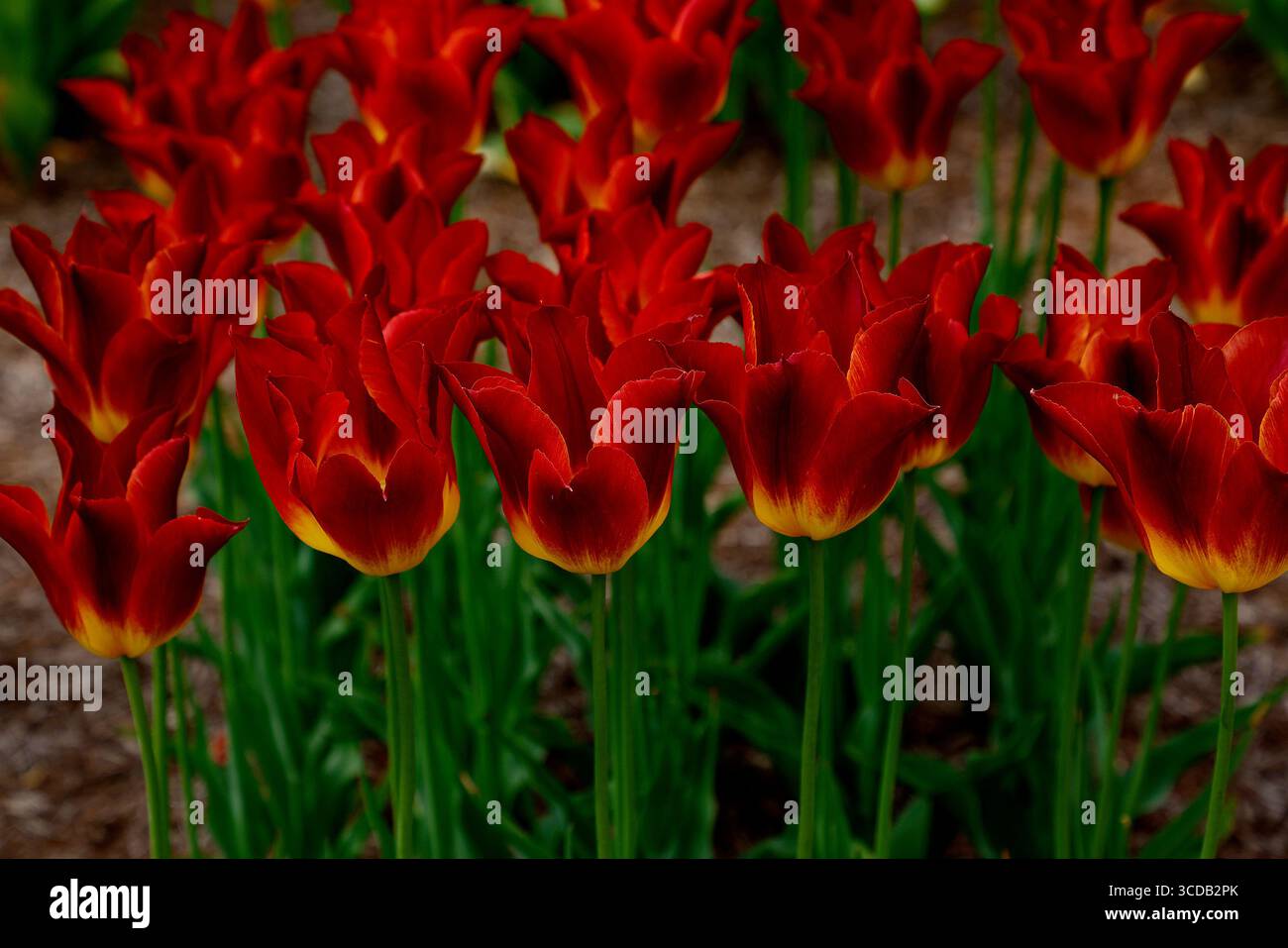 Primo piano dei fiori variegati rossi e gialli della lampadina da giardino fiorita in primavera tulipani che colpisce l'abbinamento. Foto Stock
