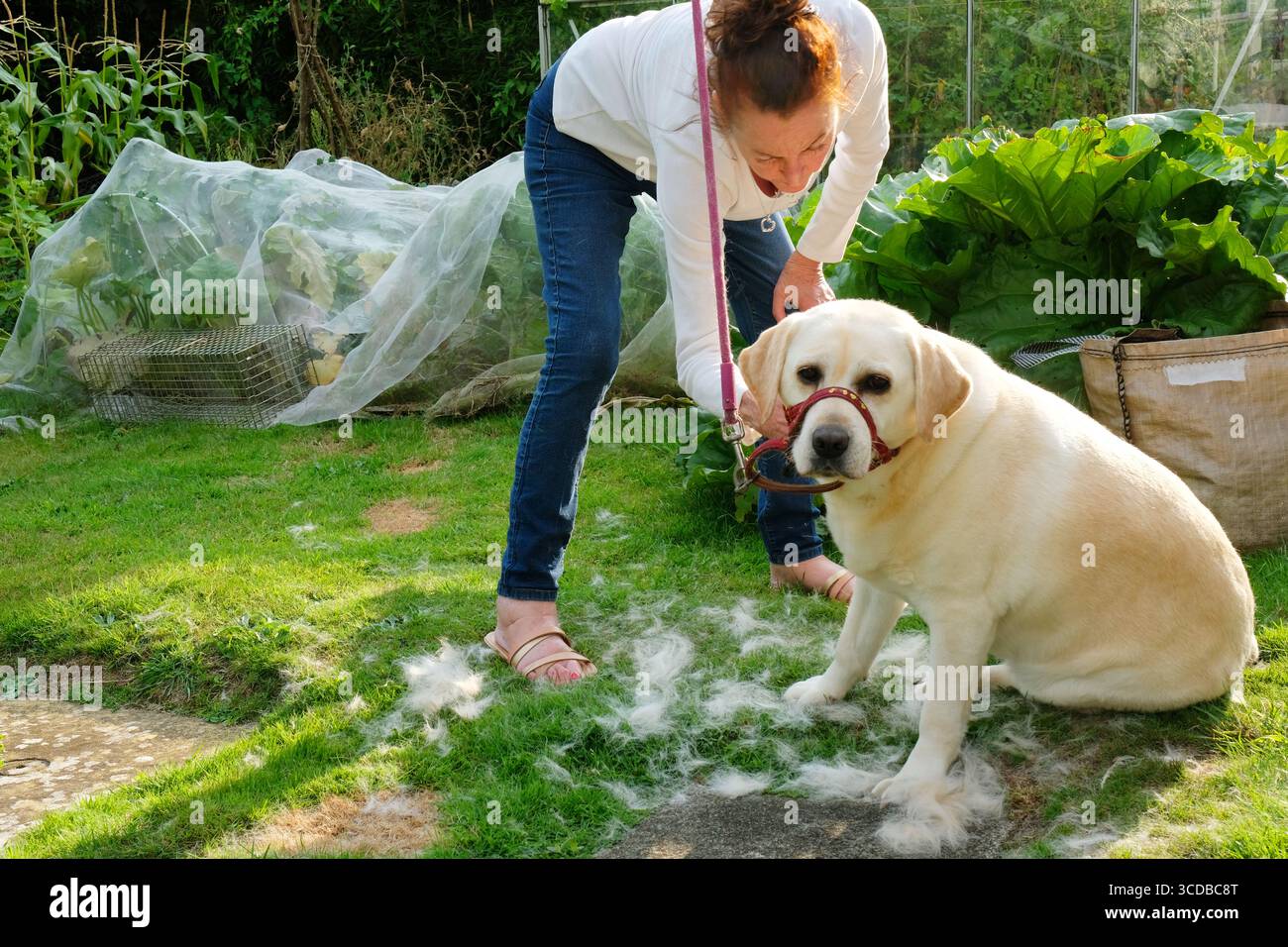 Donna matura che toglie il suo animale domestico labrador retriever giallo nel suo giardino usando un fulminatore Foto Stock