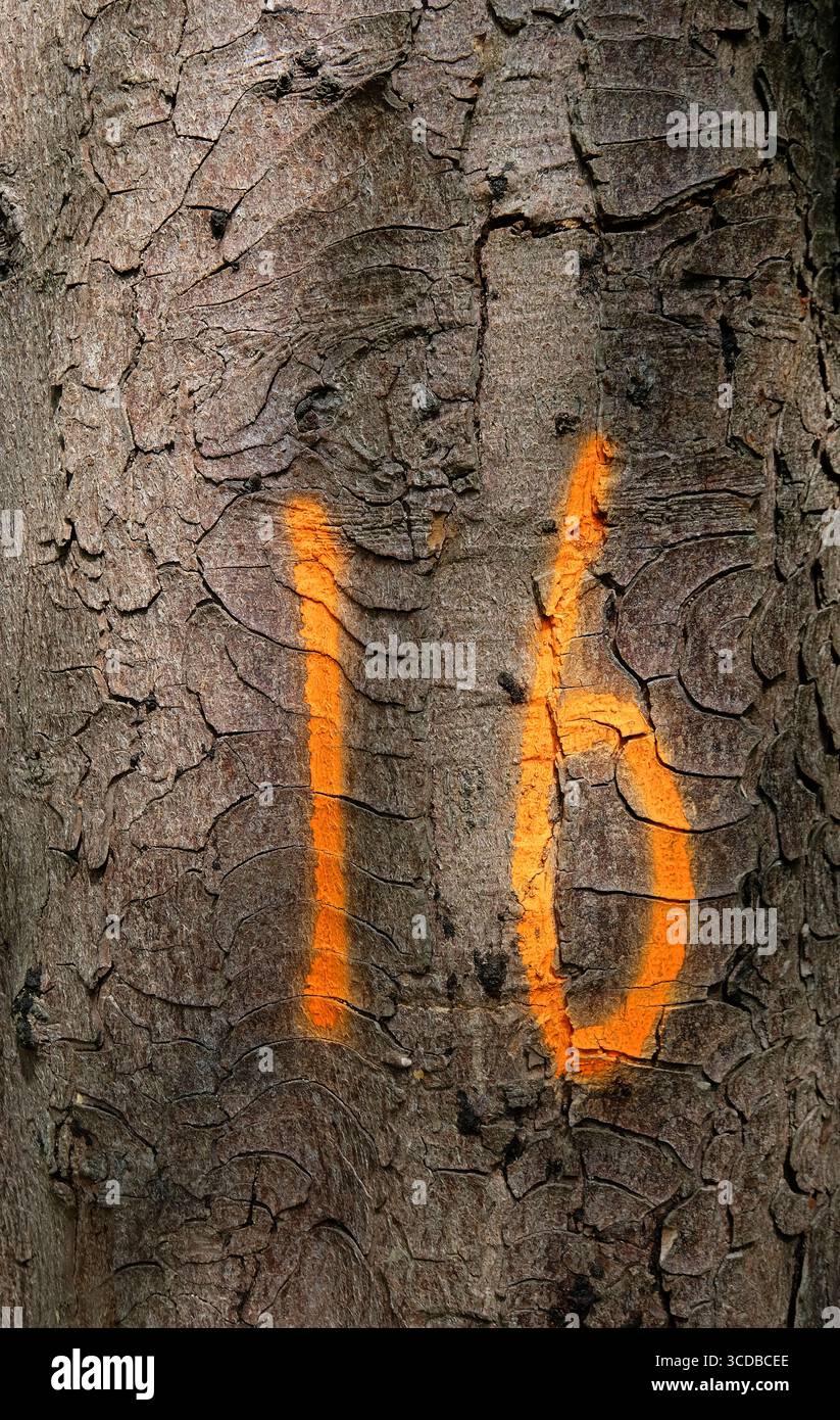 numero 16 dipinto di arancio su corteccia del tronco dell'albero nel bosco, norfolk, inghilterra Foto Stock numero 16 dipinto di arancio su corteccia del tronco dell'albero nel bosco, norfolk, inghilterra Foto Stock