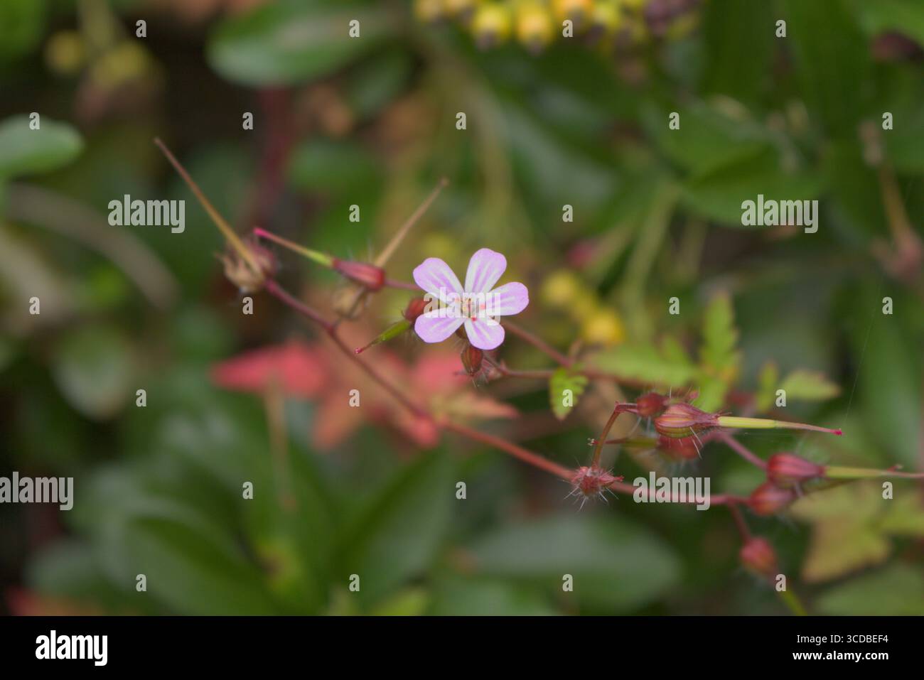 Geranium robertianum - Herb Robert - Crane's Bill, delicati fiori a cinque petali, foglie divise e lunghi baccelli a semi rastremati. Una ricca fonte di nettare Foto Stock