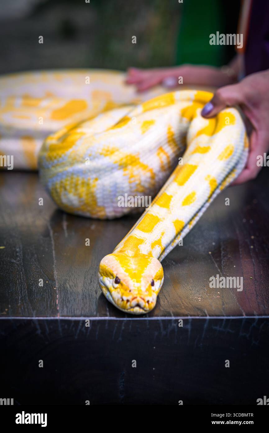 Il serpente pitone è uno dei serpenti albini, che sono gialli e bianchi. Foto Stock