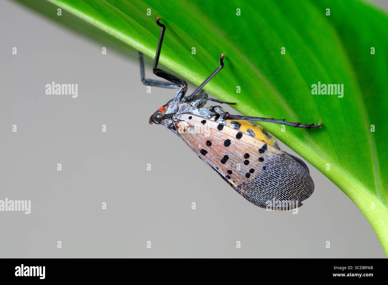 Cera cicale in natura Foto Stock