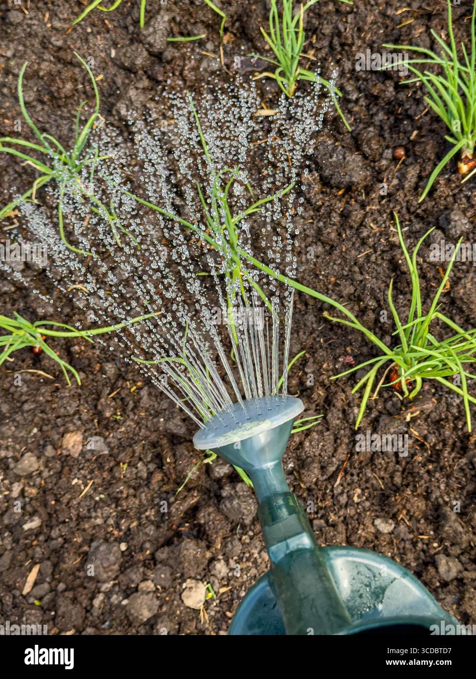Il primo piano di un innaffiatore di plastica si può innaffiare, innaffiando giovani piante di scalogno. REGNO UNITO Foto Stock