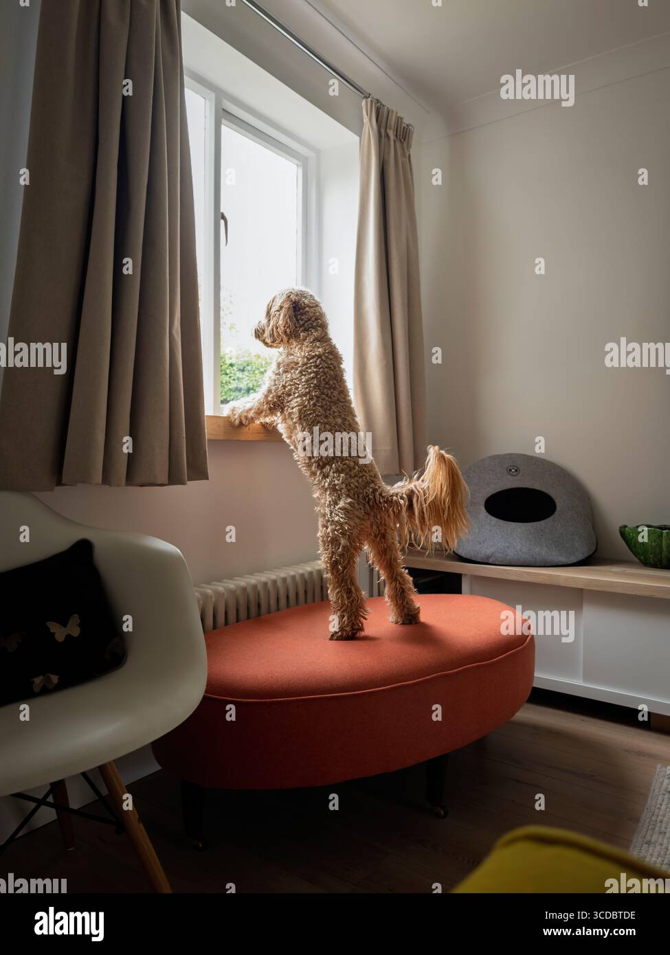 Curioso cockapoo in piedi sulle gambe posteriori, guardando fuori dalla finestra Foto Stock