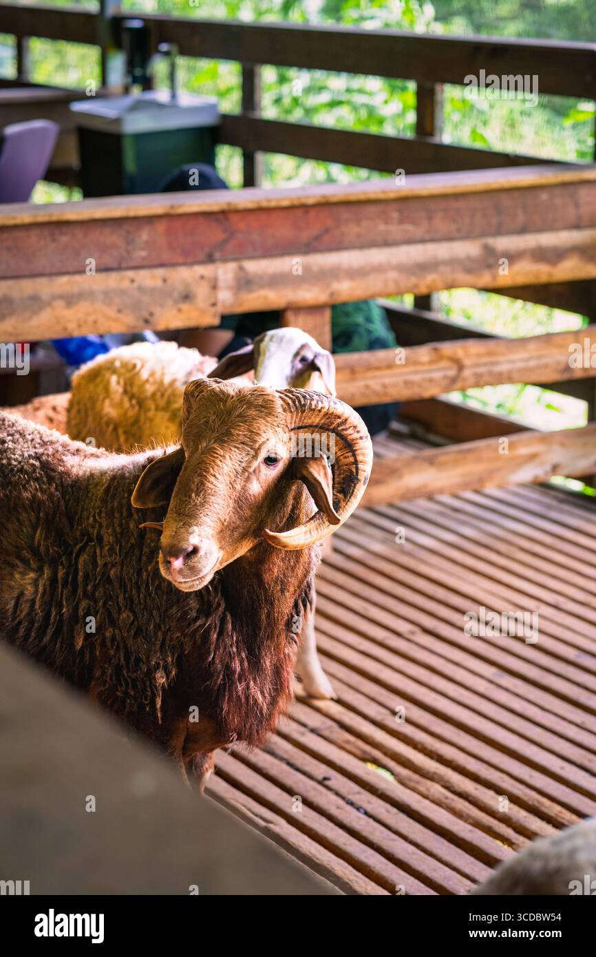 Pecore soffici nella fattoria di legno Foto Stock