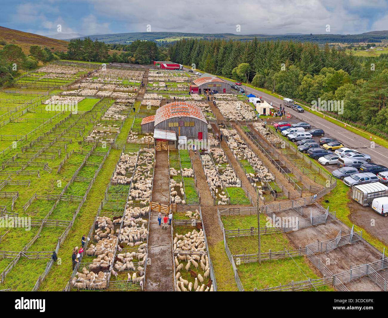 Lairg Sutherland Scozia agosto 2025 Cheviot Lamb Sales people e penne con molti giovani agnelli Foto Stock