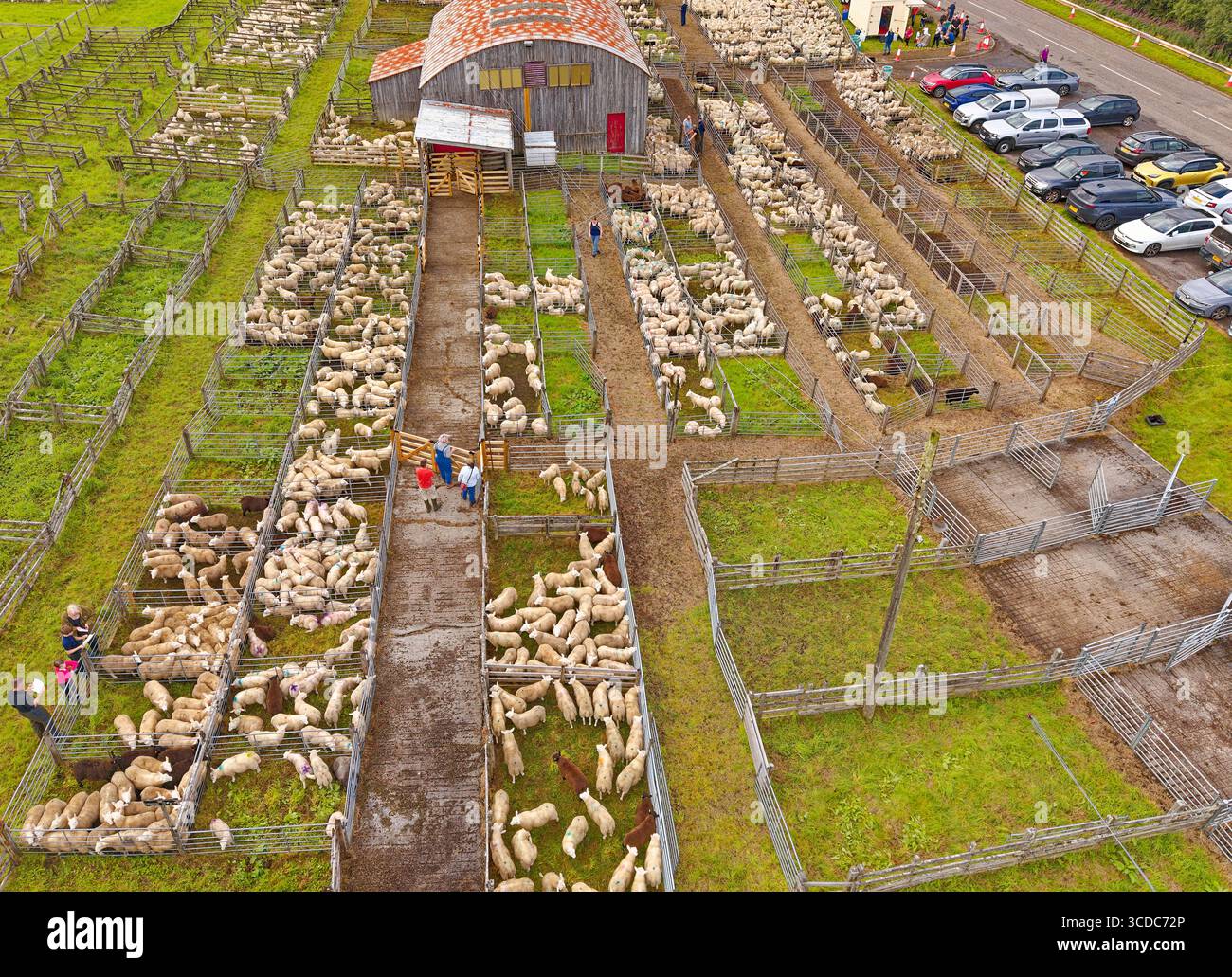 Lairg Sutherland Scozia agosto 2025 Cheviot Lamb Sales people e penne con giovani agnelli Foto Stock