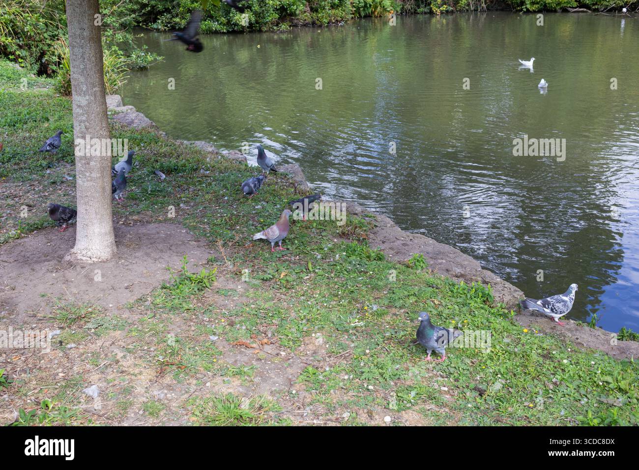Piccioni accanto a un lago nel Poole Park. Dorset, Inghilterra Regno Unito Foto Stock