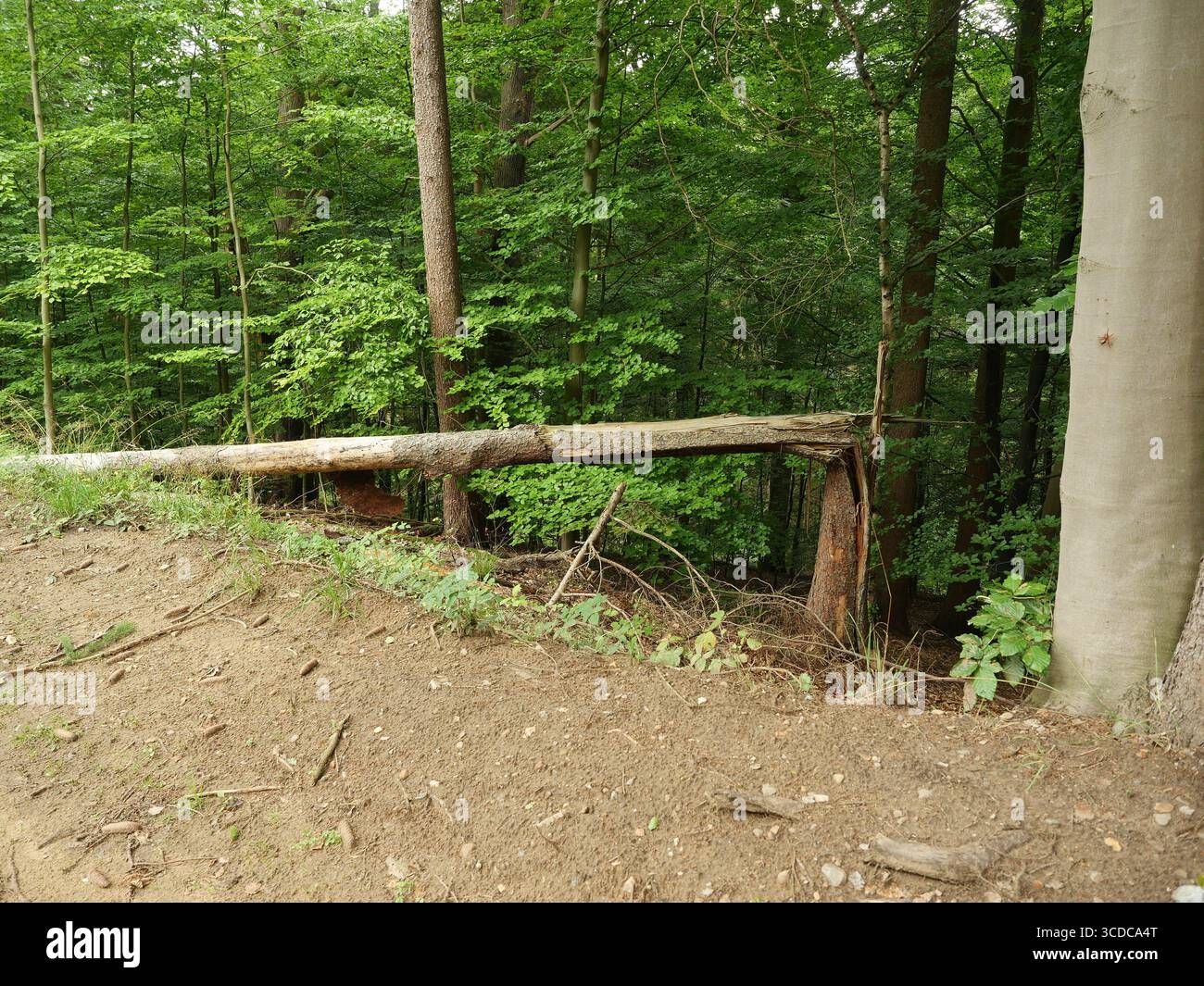 Dividere l'abete rosso caduto dopo la tempesta sul lato della strada nella foresta. Tronco rotto e albero caduto mostrano la forza della natura e l'impatto della tempesta. Copyspace Foto Stock