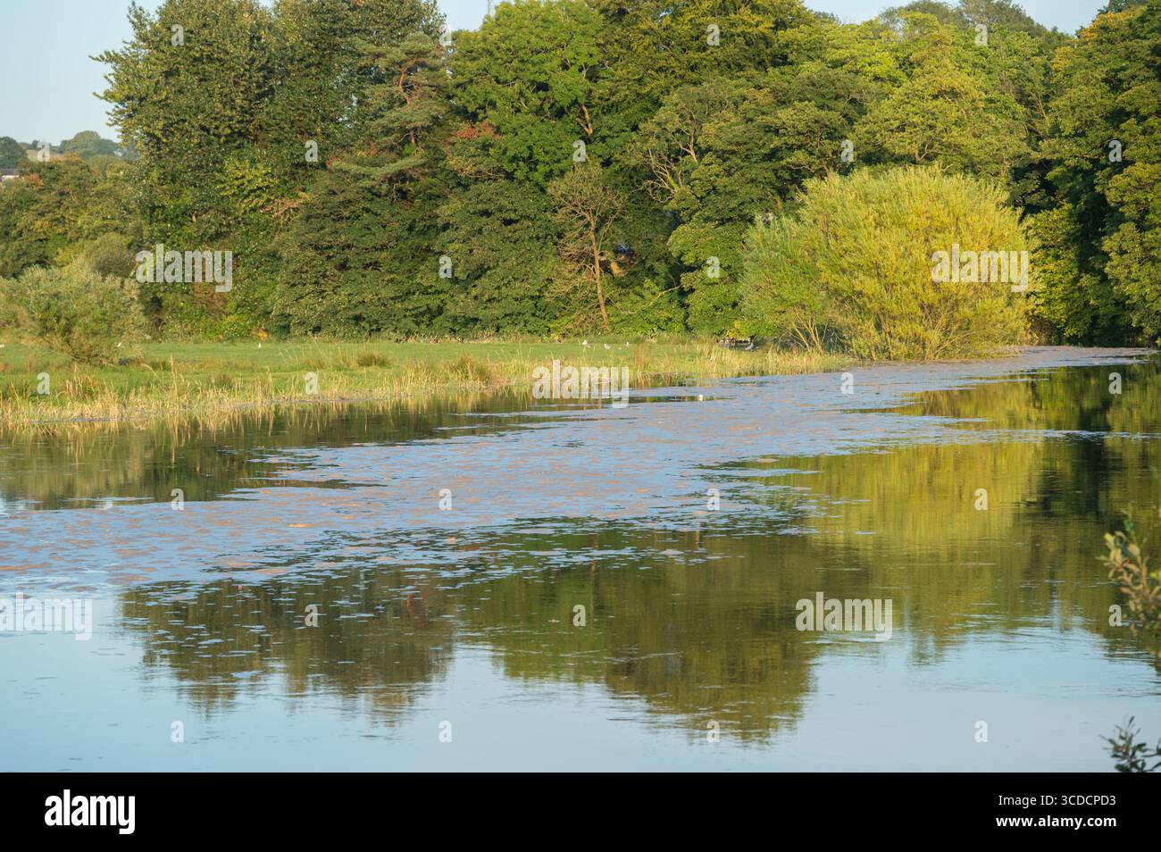 Marea primaverile in arrivo con scorie galleggianti a Carmarthen, Galles, Regno Unito. Foto Stock