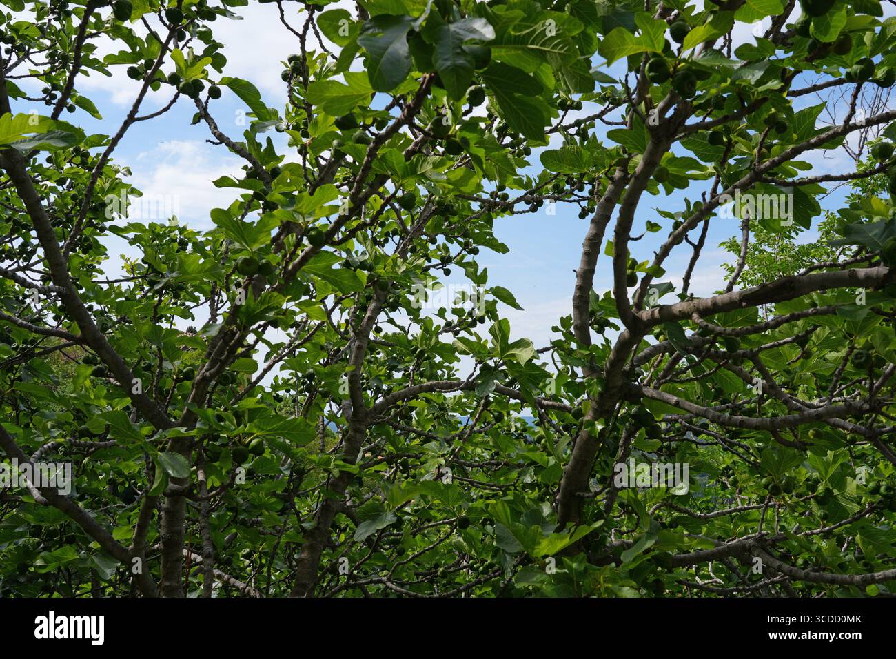 Fichi freschi che crescono su un albero di fico Foto Stock