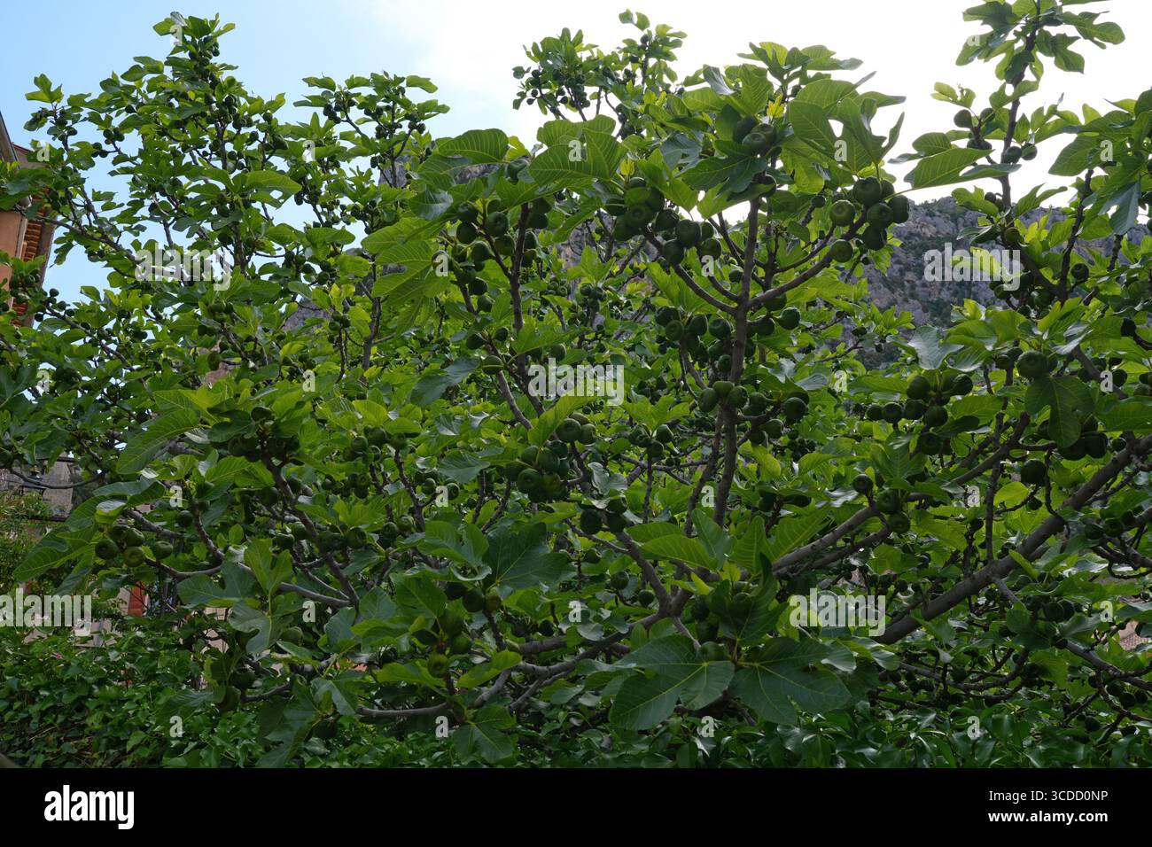 Fichi freschi che crescono su un albero di fico Foto Stock