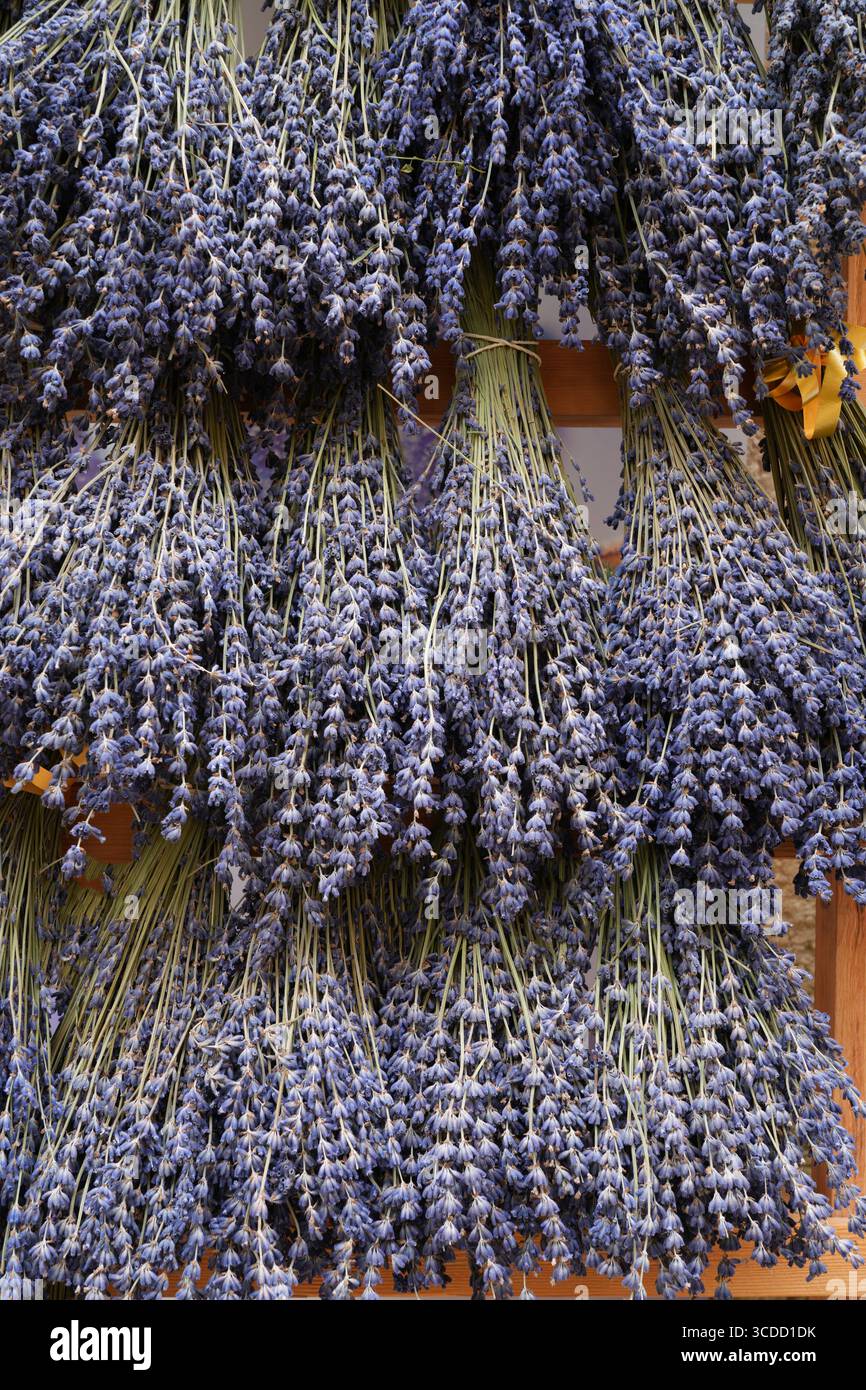 Mazzi di profumati fiori secchi di lavanda in Provenza Foto Stock
