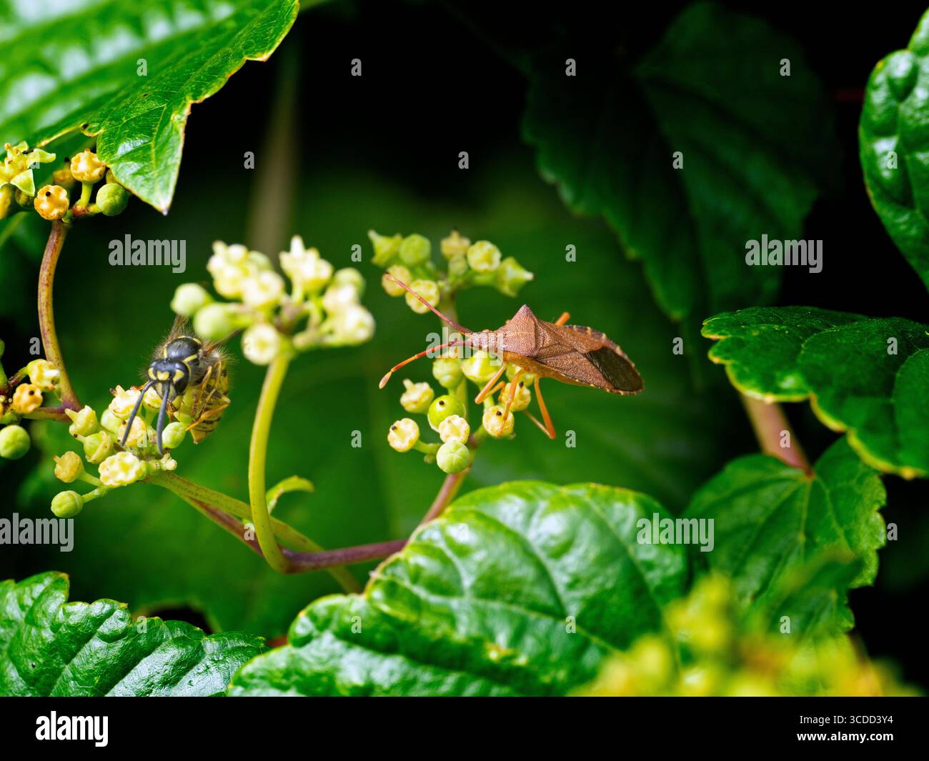Coreus marginatus - insetto Dock agosto estate Foto Stock