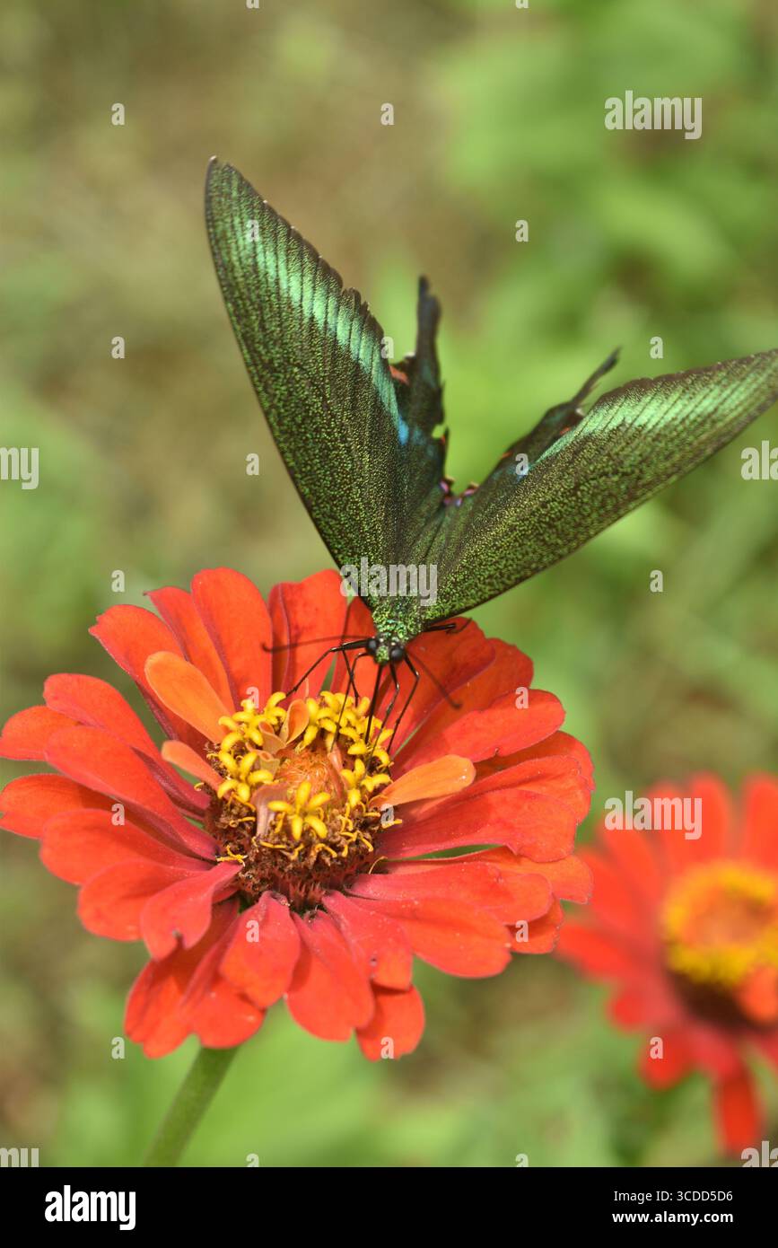 Una vibrante farfalla arroccata delicatamente su un fiore colorato, sorseggiando il nettare sotto la luce naturale del giorno, che mostra la bellezza dell'impollinazione in un giardino. Foto Stock