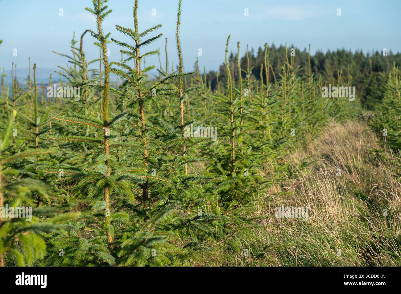 Abete rosso norvegese piantato nel marzo 2023 in un'azienda agricola produttiva, Brechfa, Carmarthenshire, Galles, Regno Unito Foto Stock
