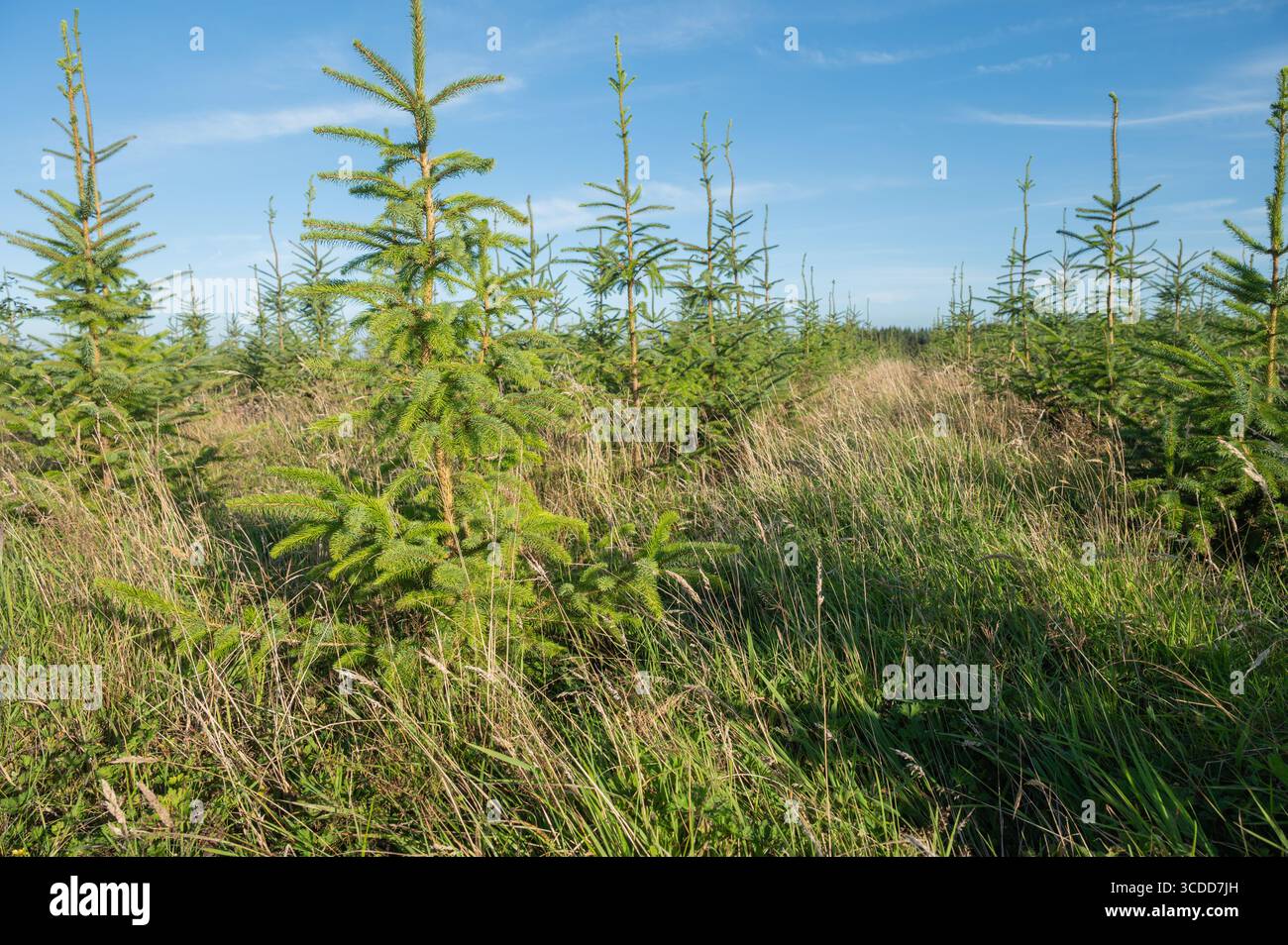 Abete rosso norvegese piantato nel marzo 2023 in un'azienda agricola produttiva, Brechfa, Carmarthenshire, Galles, Regno Unito Foto Stock