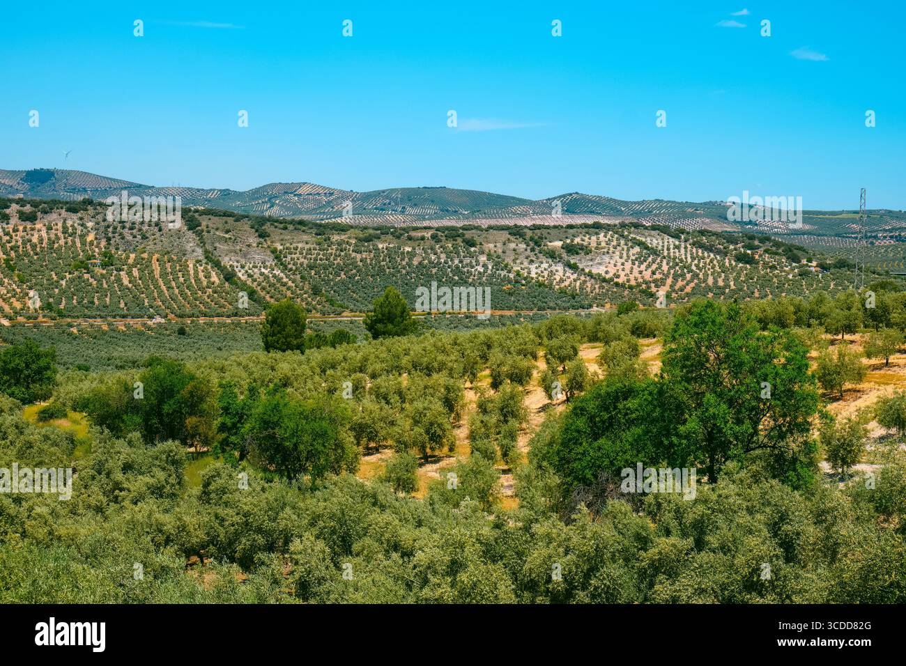 Vasti oliveti allineati tra dolci colline e piccole valli nella provincia di Malaga, in Spagna, in una soleggiata giornata primaverile Foto Stock