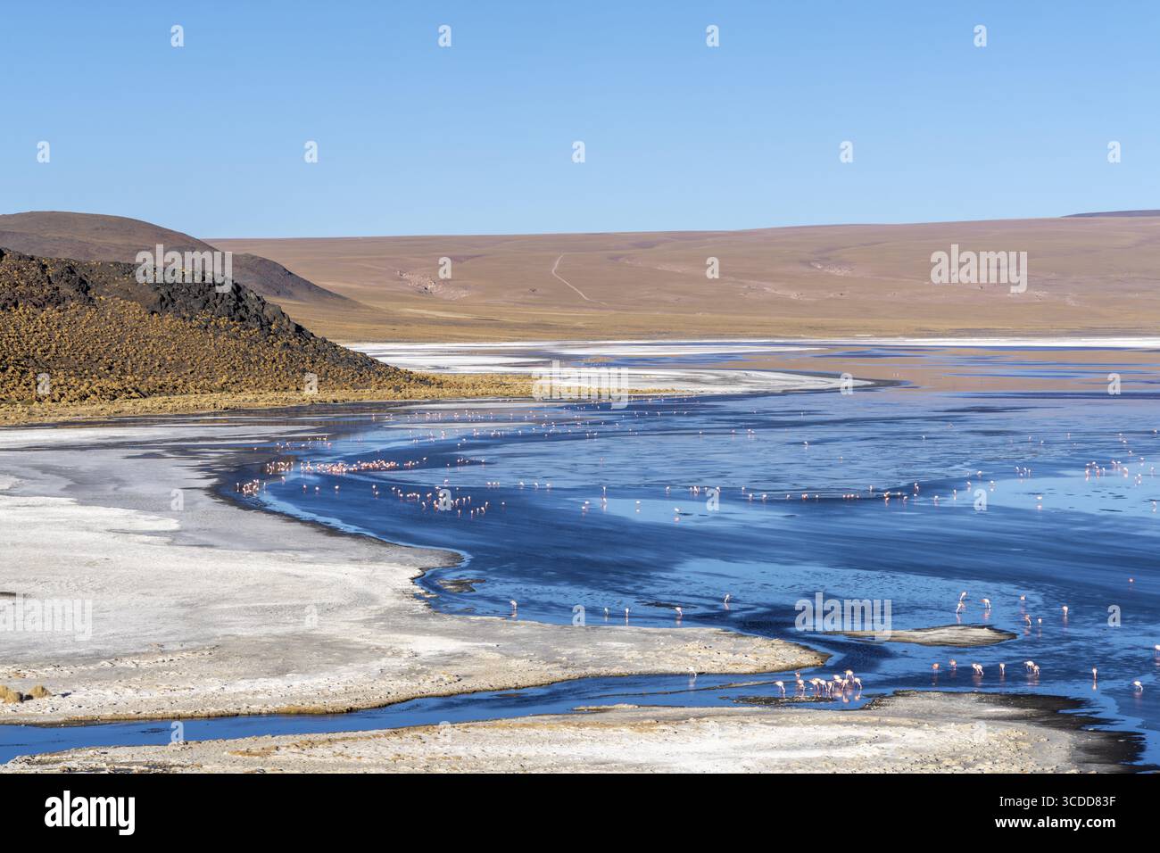 Vista della Laguna Colorada dal Mirador Laguna Colorada, molti fenicotteri nell'acqua, Reserva Nacional de fauna Andina Eduardo Abaroa, percorso laguna, Foto Stock