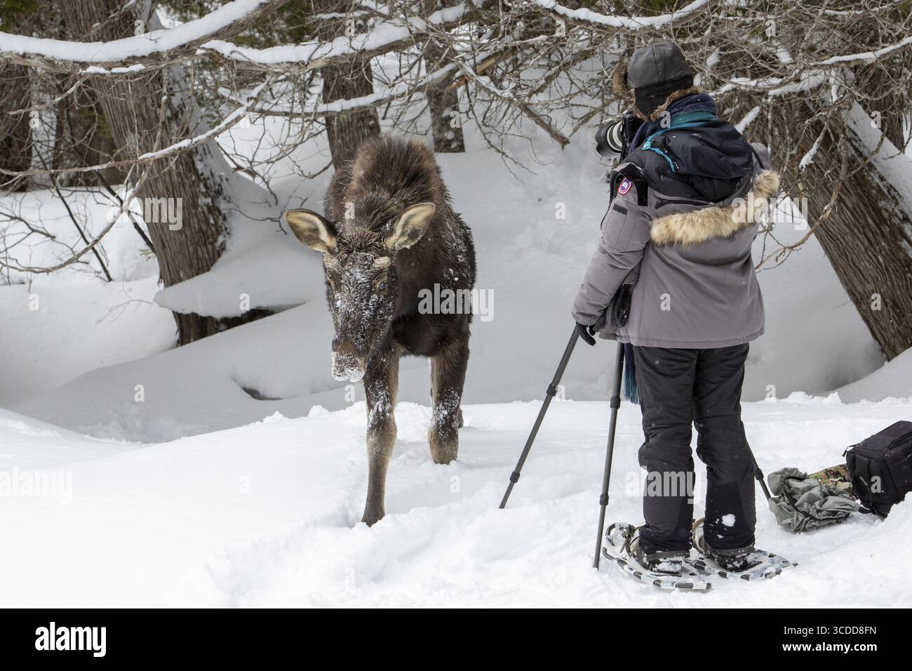 La fotografa Veronique Amiard fotografa un giovane alce che le si avvicina, il parco nazionale di Gaspesie, provincia del Quebec, Canada, Nord America Foto Stock