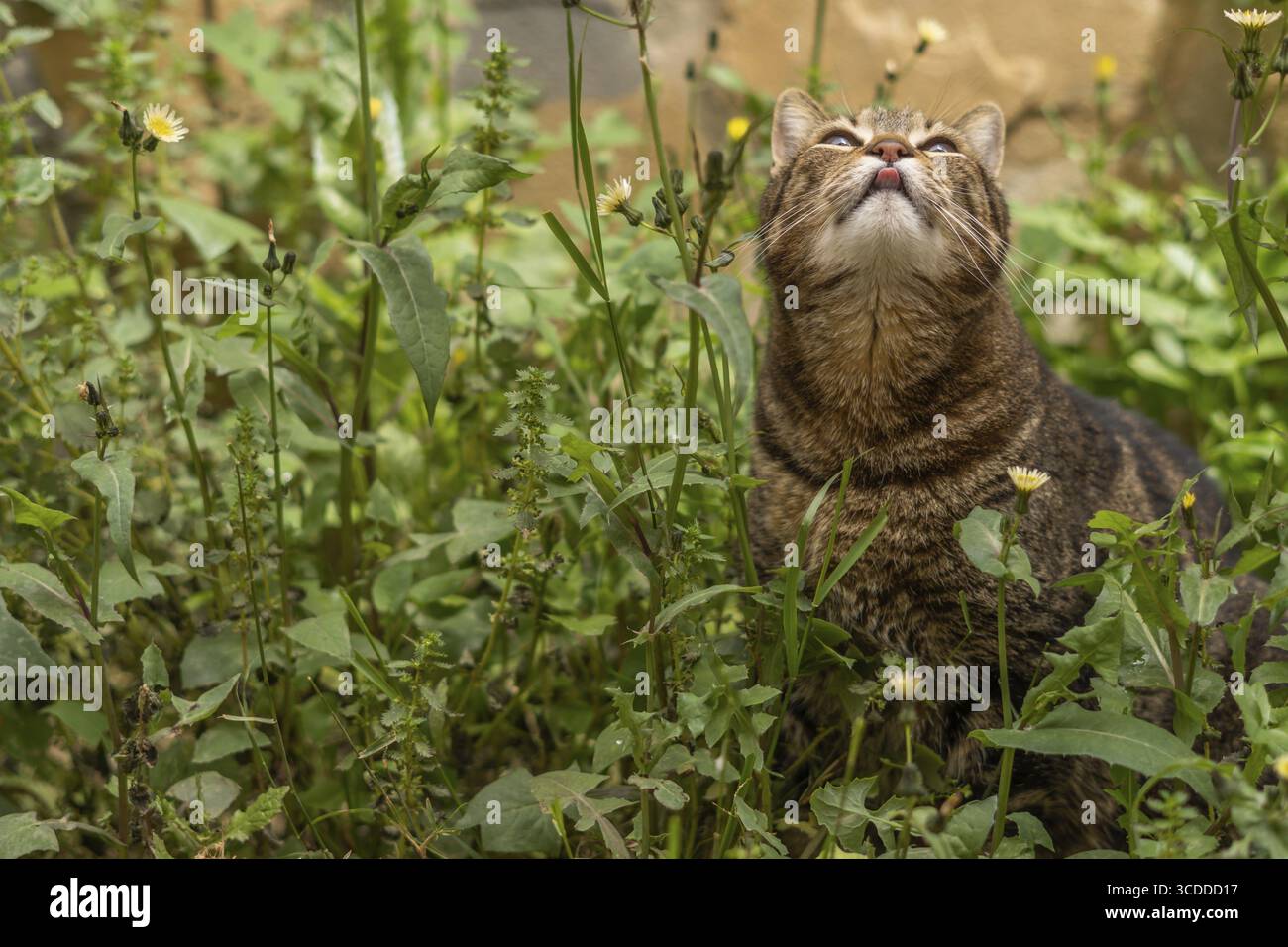 Primo piano di gatto comune marrone e nero tra l'erba e i fiori gialli che sporgono dalla lingua e leccano le labbra Foto Stock