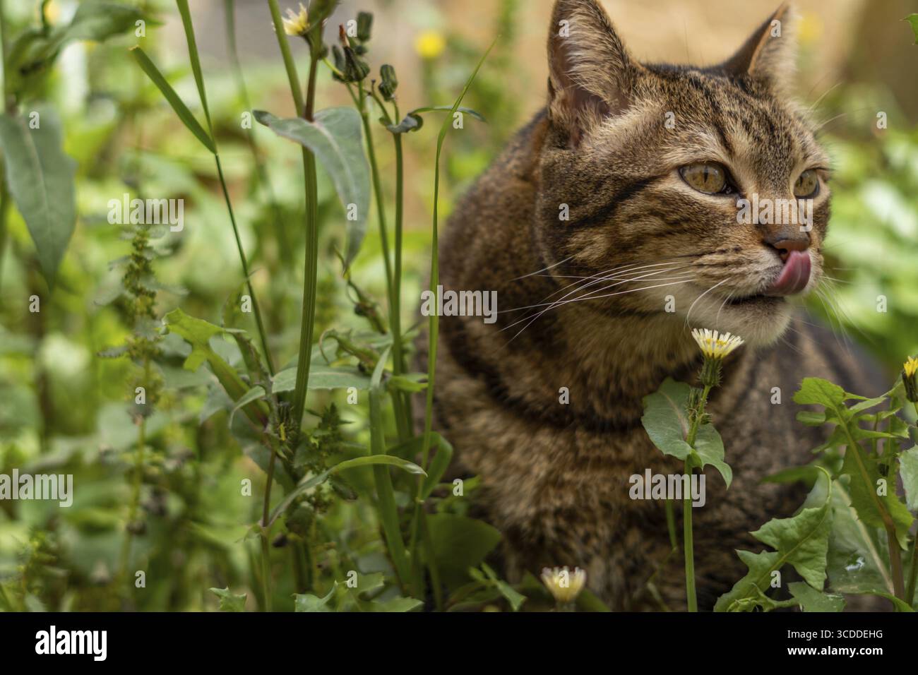 Primo piano di gatto comune marrone e nero tra l'erba e i fiori gialli che sporgono dalla lingua e leccano le labbra Foto Stock